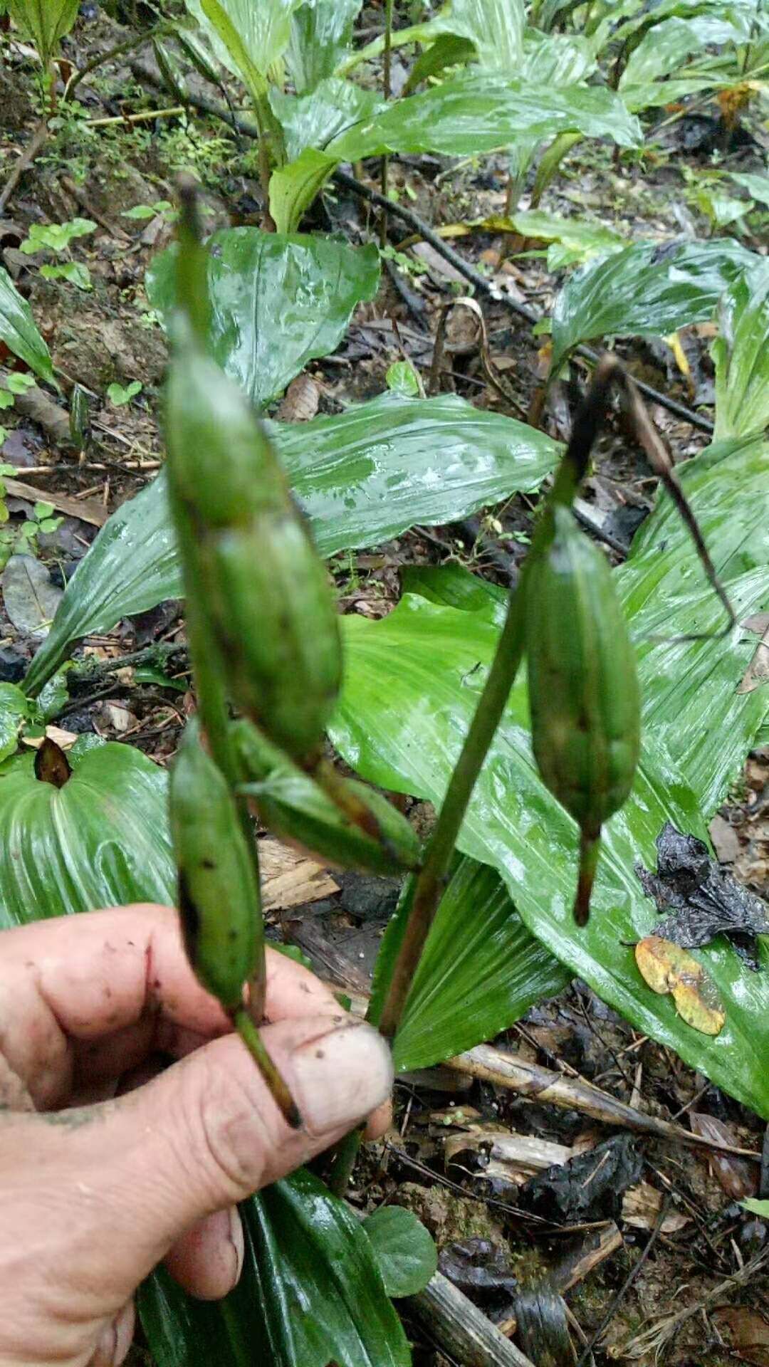 山慈菇 正宗宽叶毛慈菇