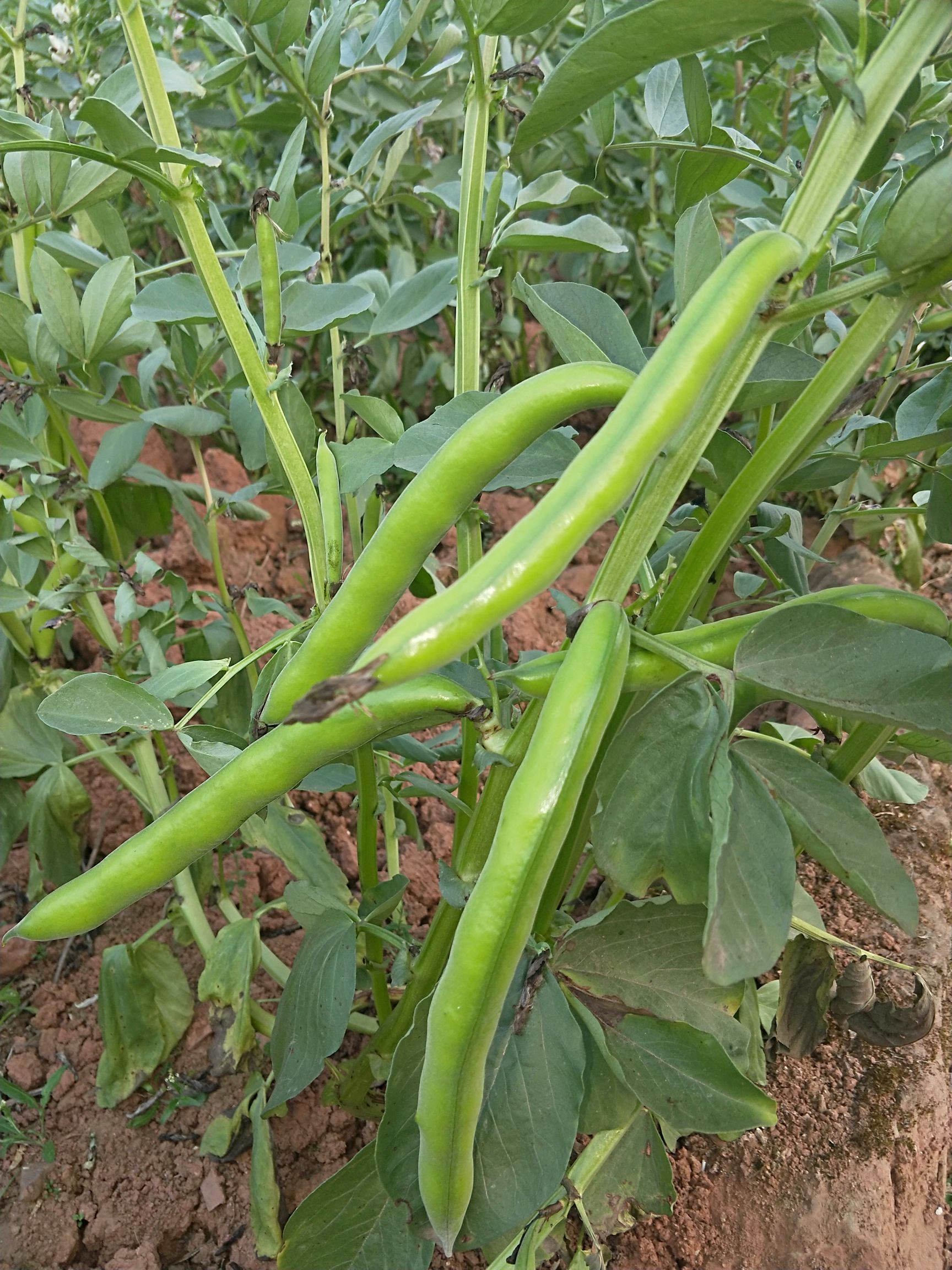 四川胡豆角!蚕豆现摘鲜货!基地直销!一手货源