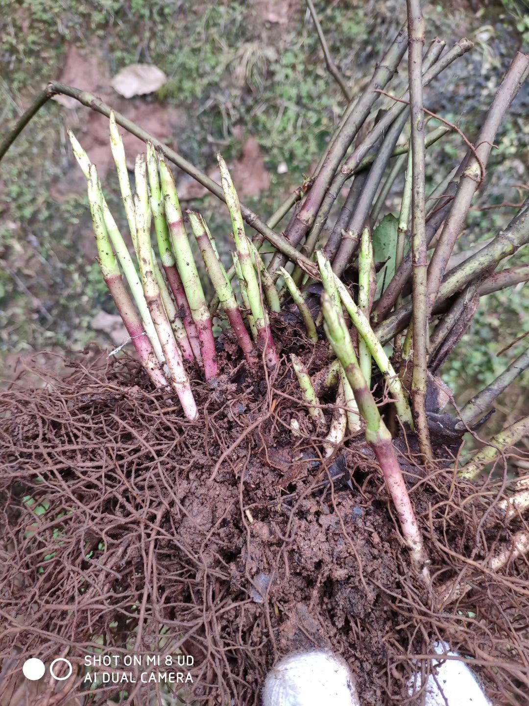 草珊瑚,九节茶,肿节风,节骨茶