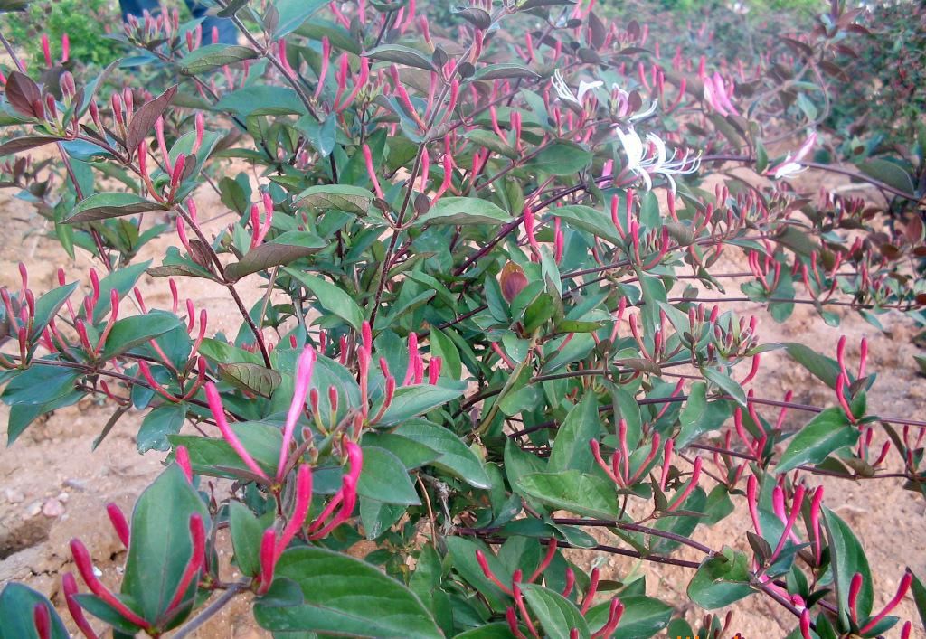 四季红色金银花苗 红金银花盆栽 基地直销现挖现卖
