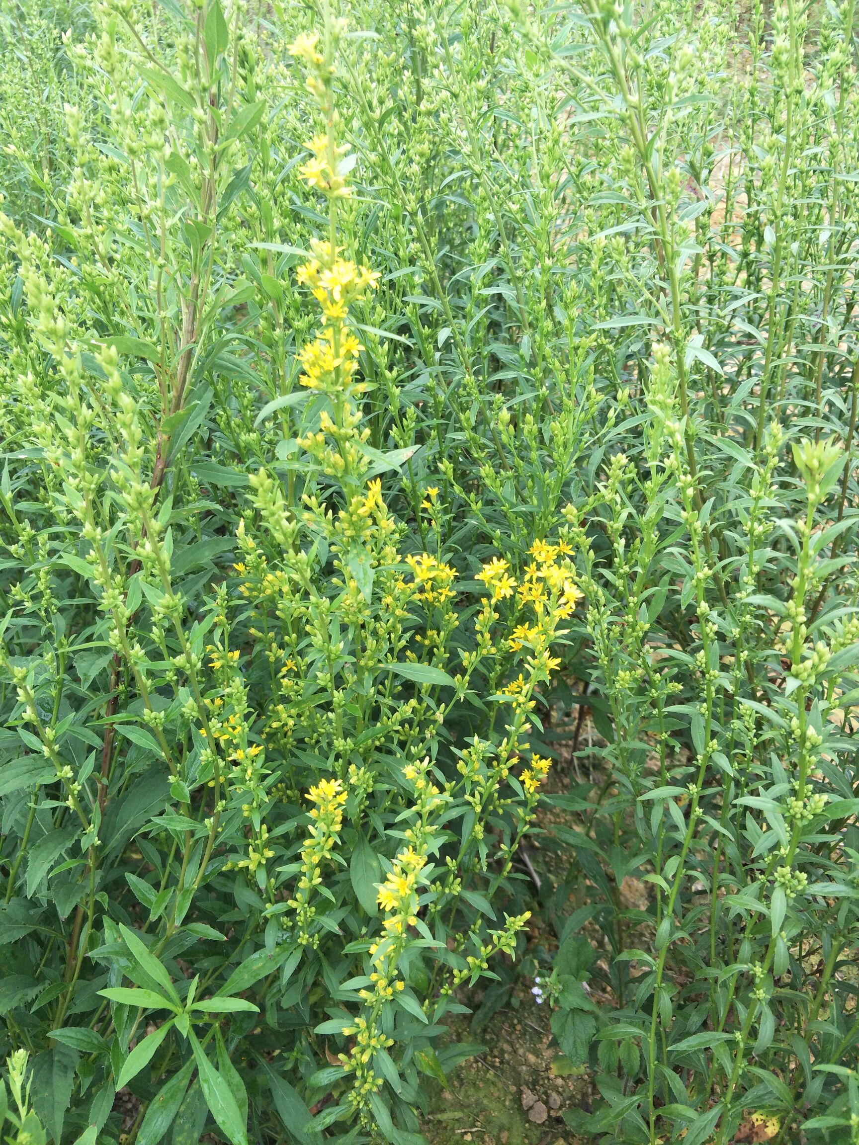 贵州本地一枝黄花