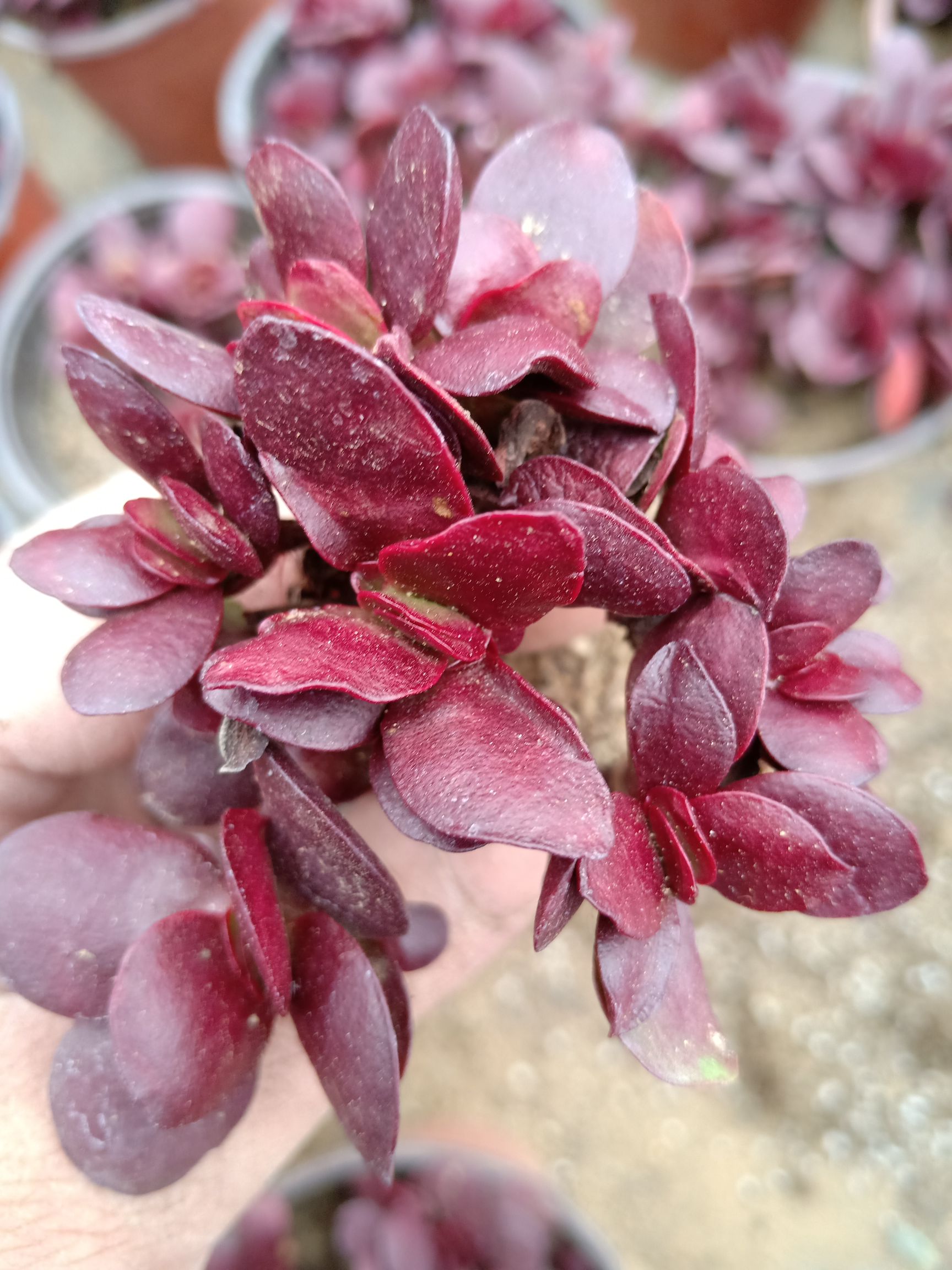 多肉组合 紫蝶 独根