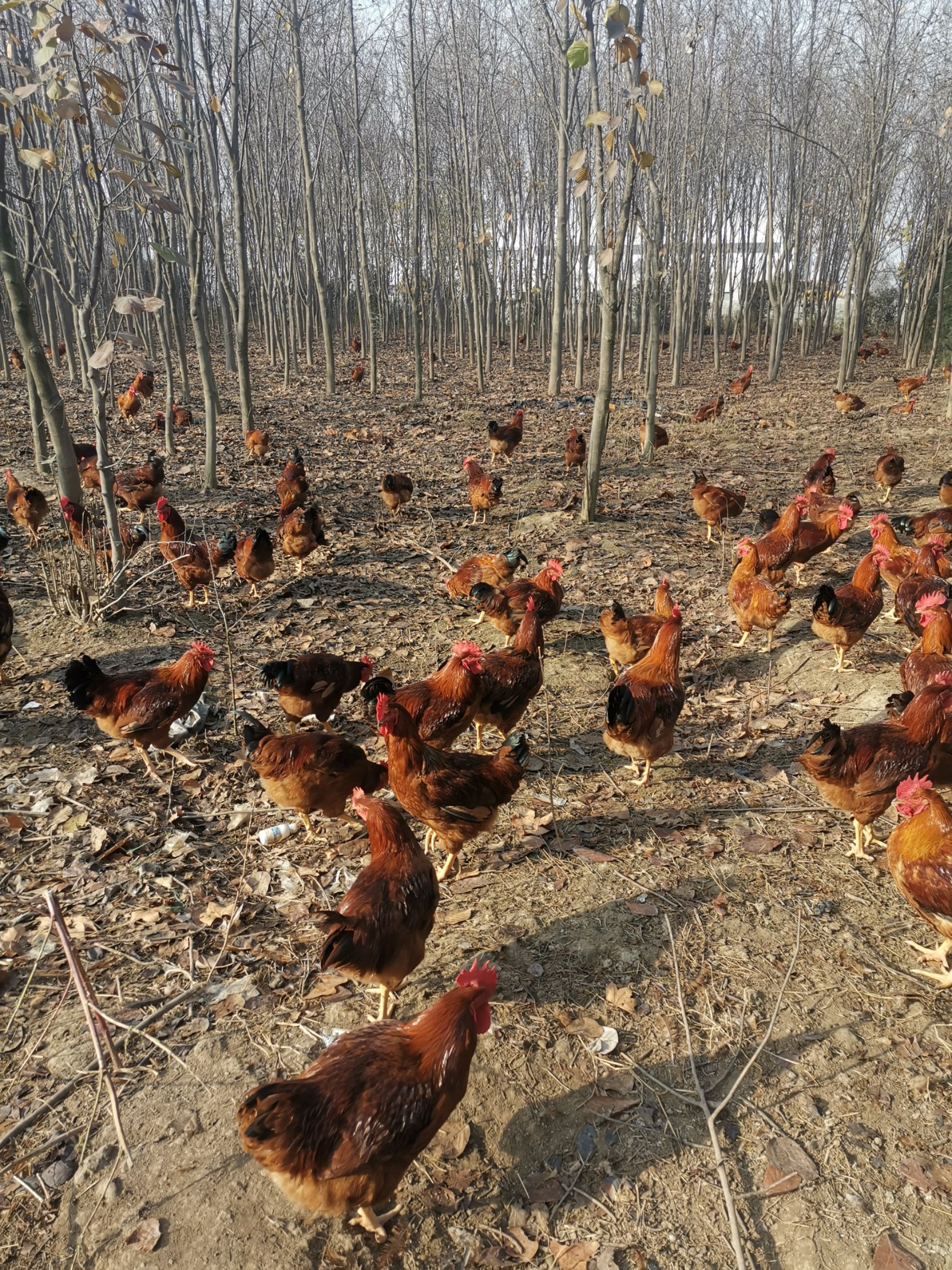 西安市批发散养鸡土鸡红公鸡基地