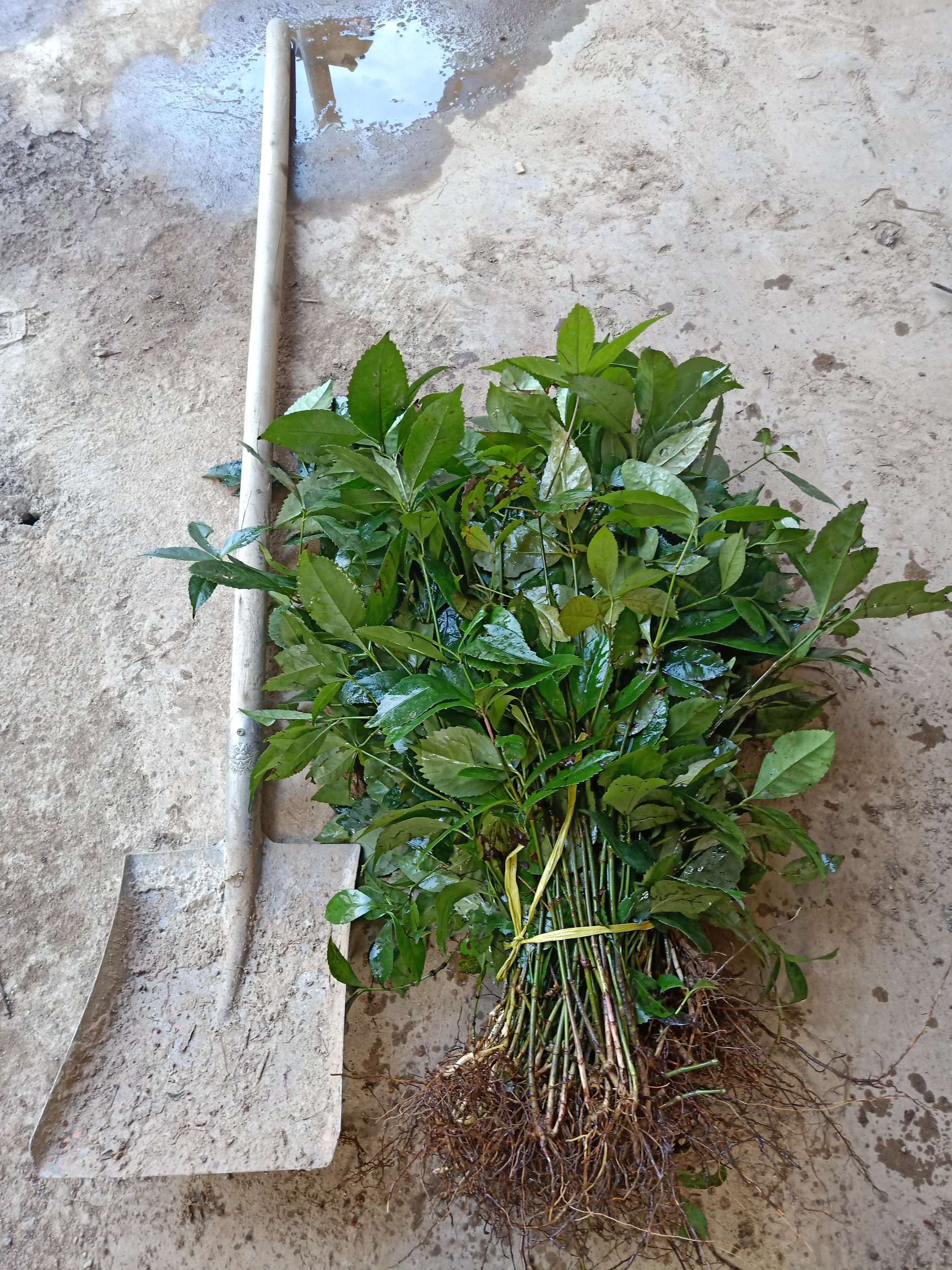 草珊瑚,九节茶,肿节风,节骨茶