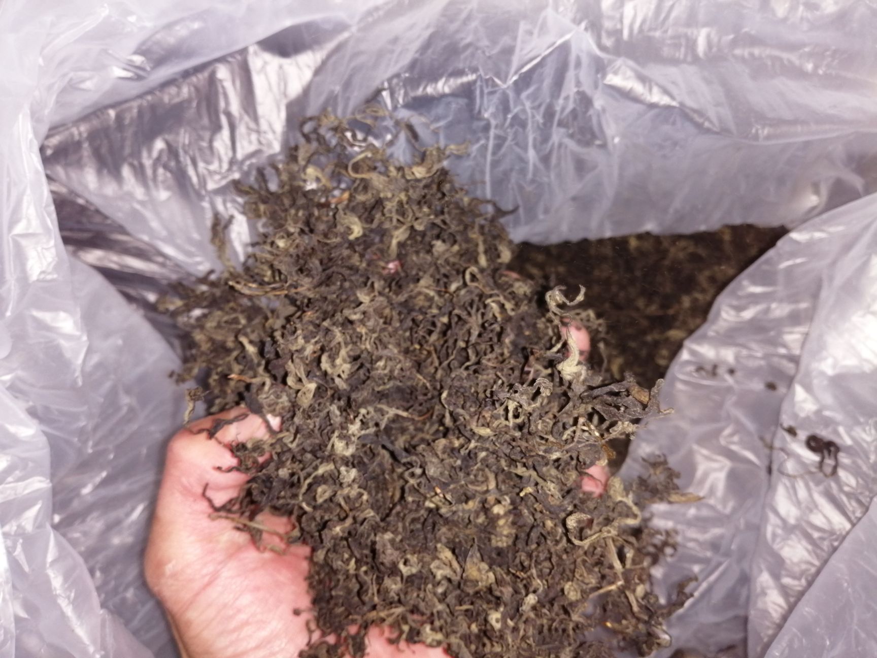 荆叶茶 黄荆茶,布惊叶茶