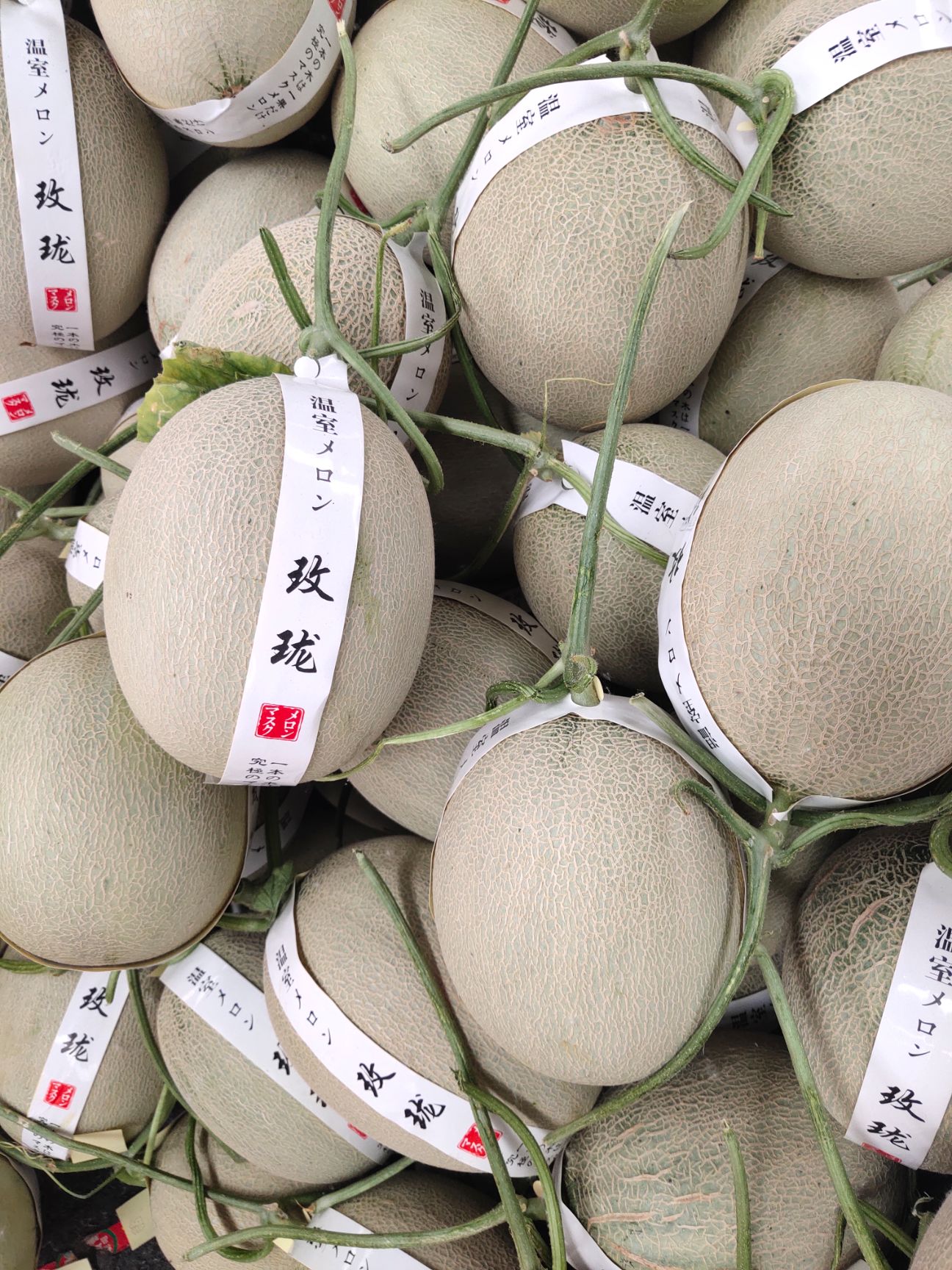 [网纹瓜批发]鲁厚甜一号 鲁厚甜网纹瓜 玫珑蜜瓜网纹
