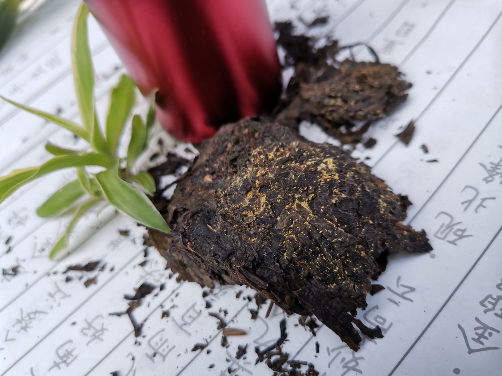 茯砖茶 红罐金获官茶贡品,手工筑茶菌花茂盛汤色红润,源产泾阳宫廷