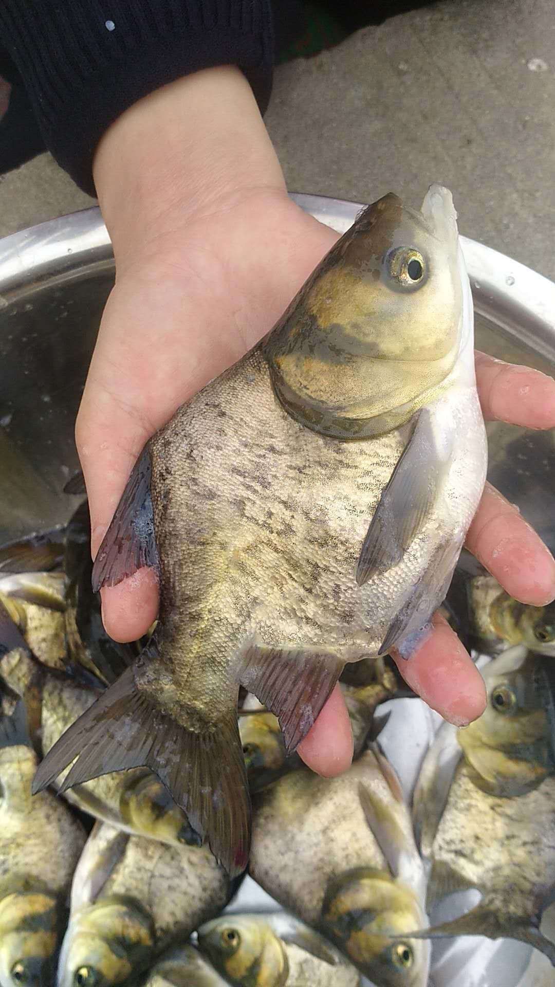 缩骨鳙鱼苗 aaaa缩骨大头苗