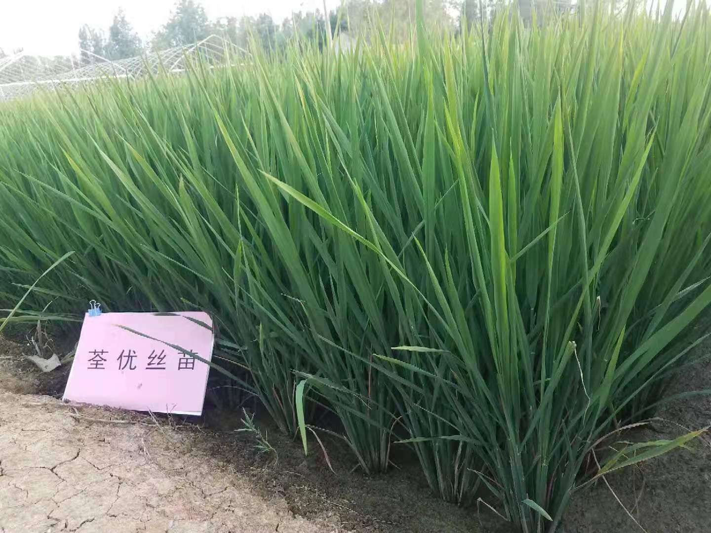 荃优丝苗 水稻种,玉米种,质量保证,可批发,可零售,昌家直销