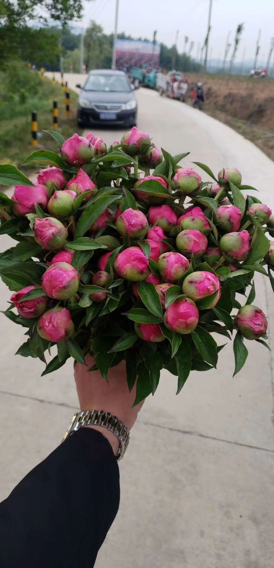 [多花芍药批发] 芍药花芍药鲜切花芍药花疱价格2元/株