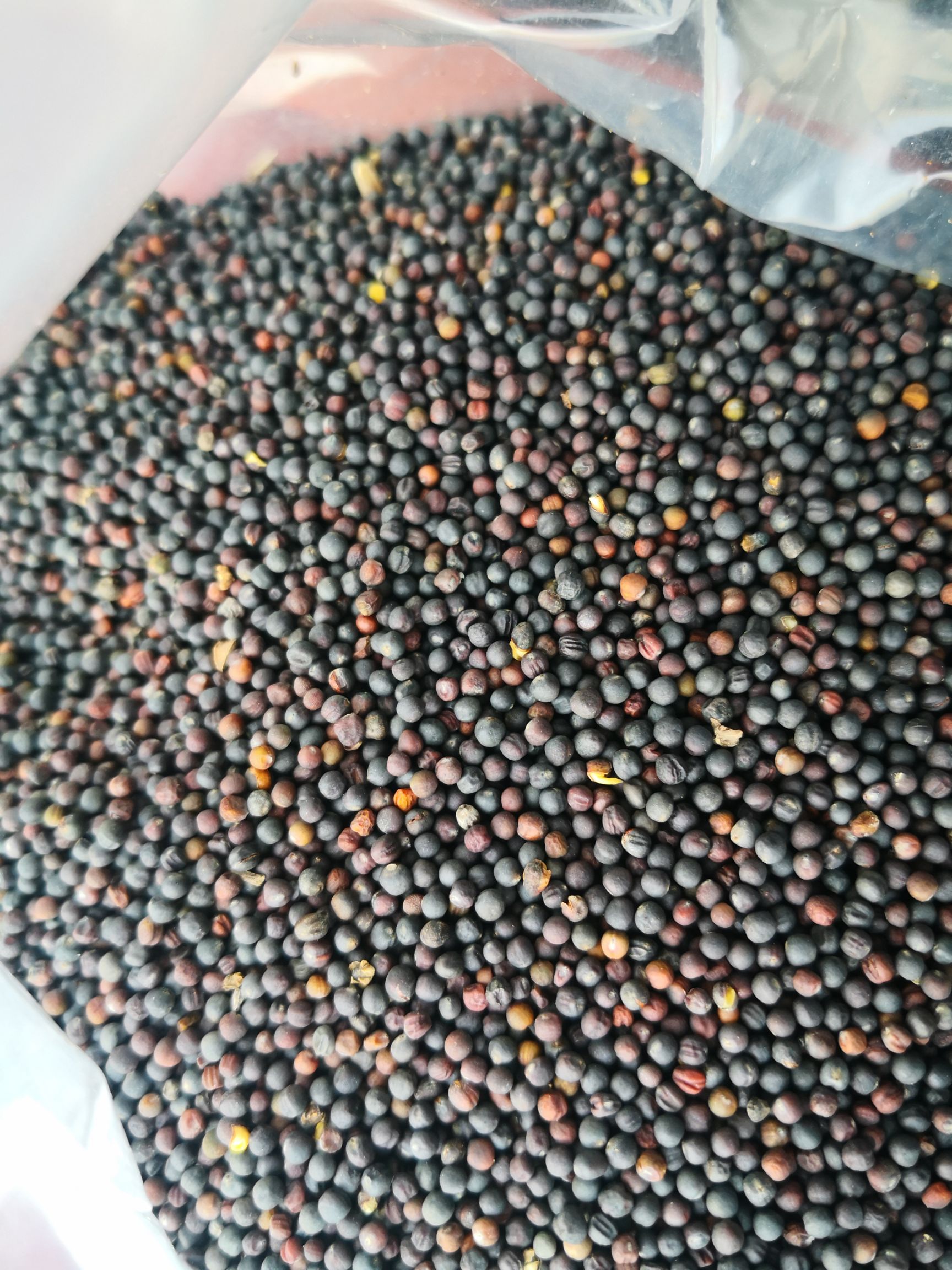 现货呼伦贝尔油菜籽!