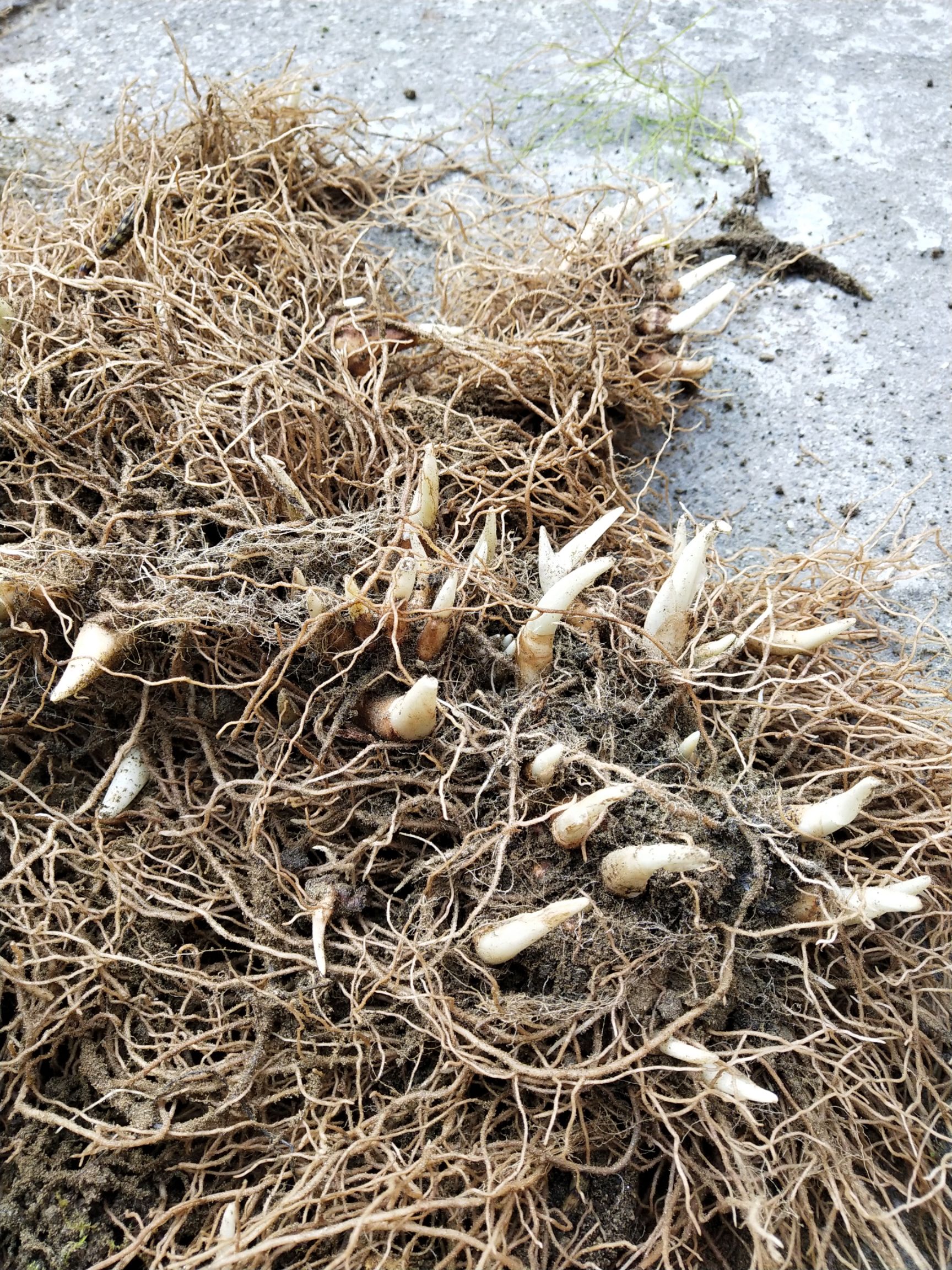 重楼苗 大量出售粉质多芽重楼块茎种苗