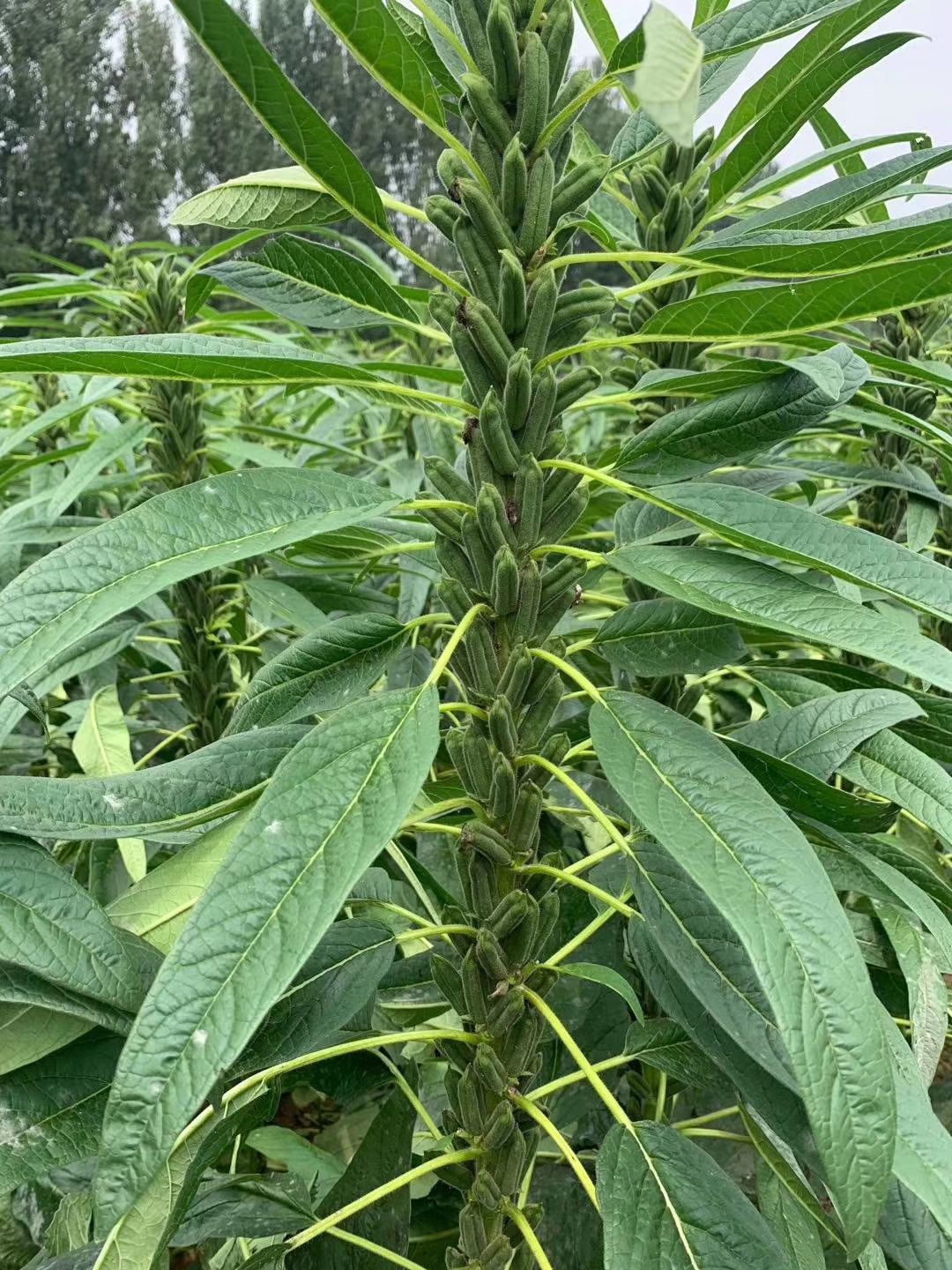 黑芝麻种子 芝麻亩产600斤