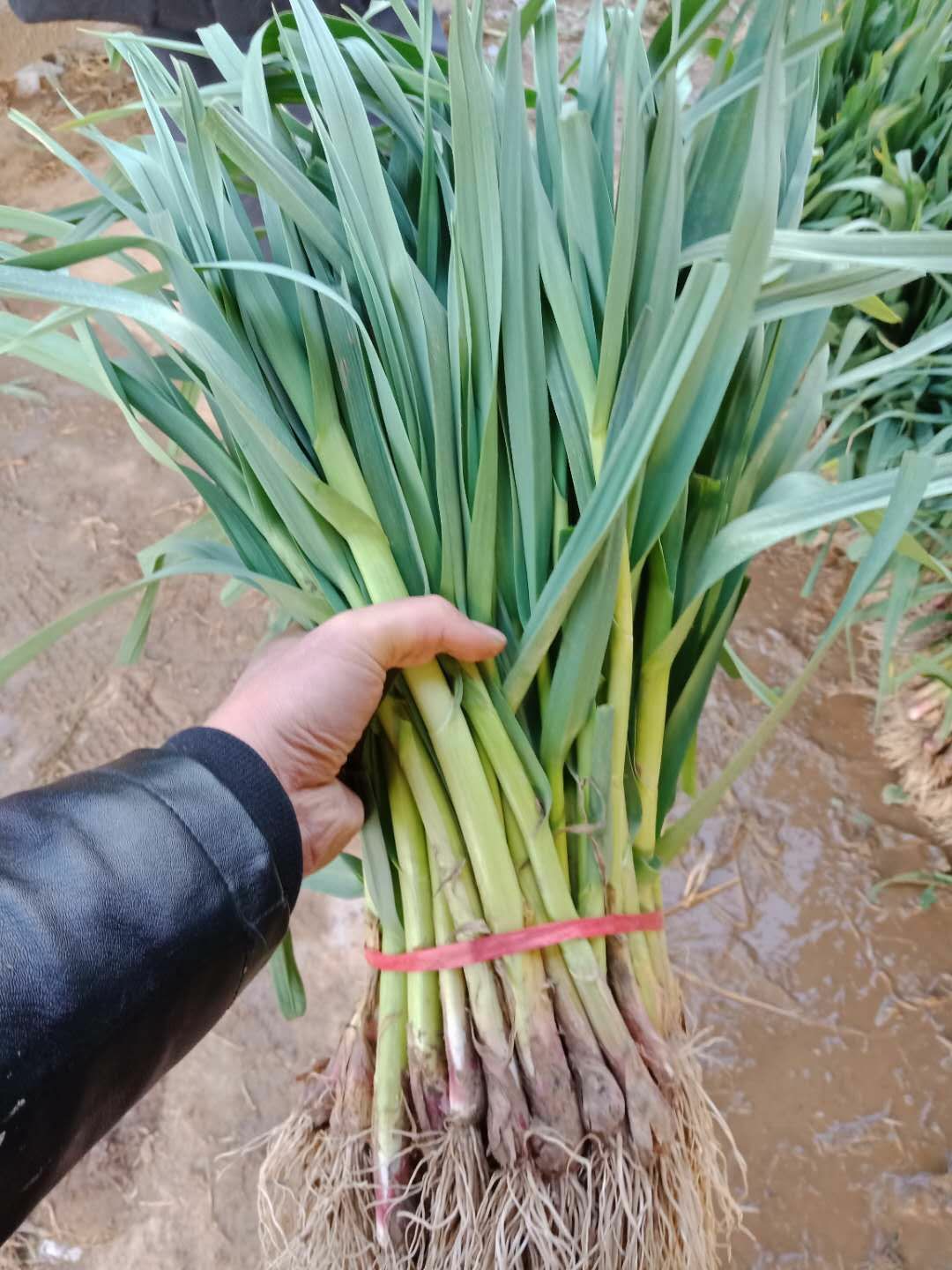 精品蒜苗.大量供应