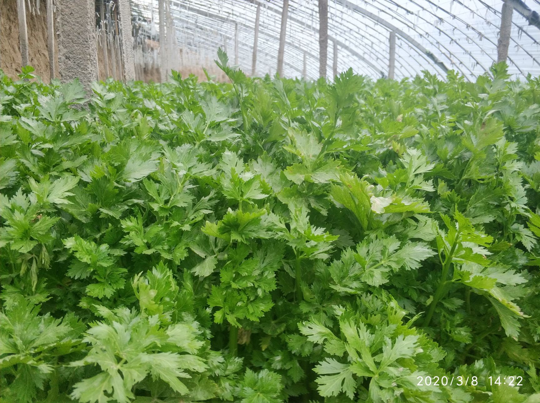 美好的芹菜,绿色建康,没有农药,农家种植