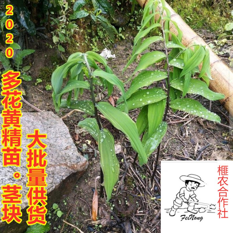 甜黄精 块