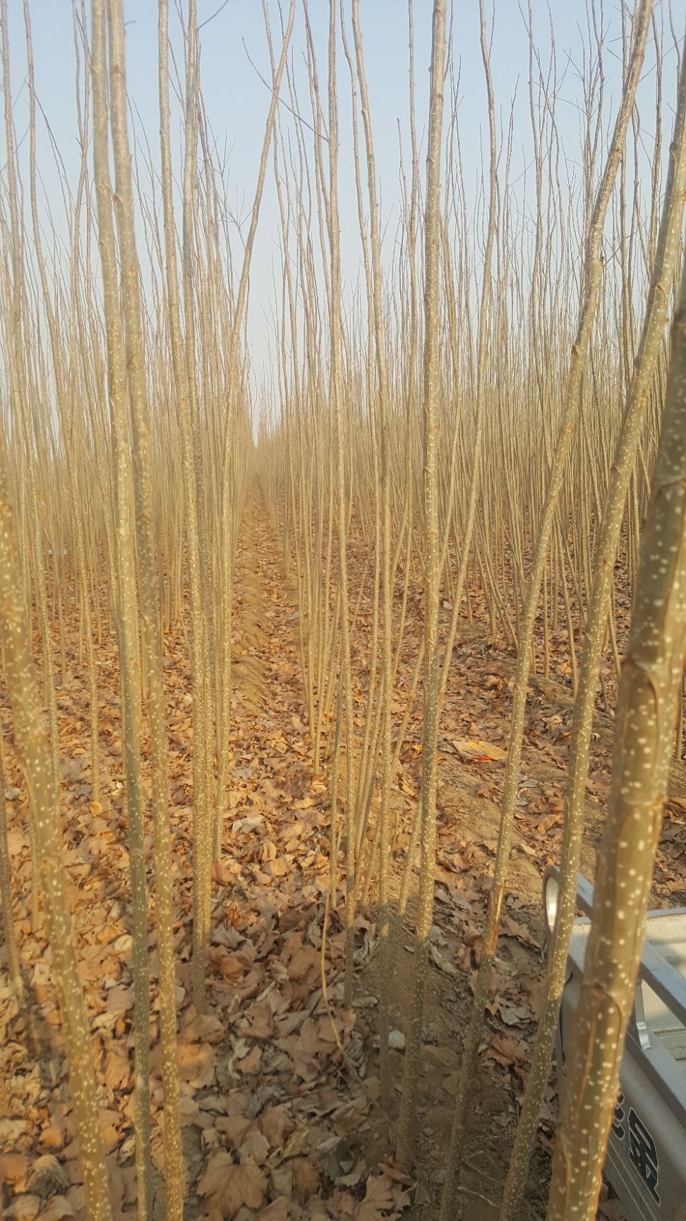 河北石家庄行唐县 大量清地杨树苗