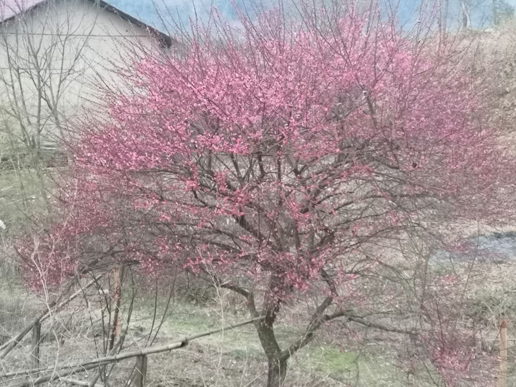 大红梅 雪梅花现挖现发,基地直销.