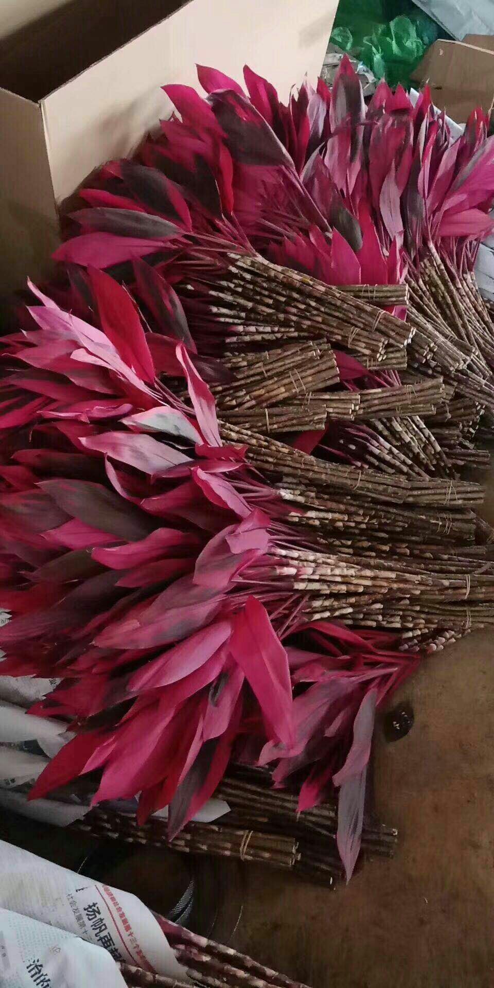 海南富贵竹基地直供批发/招财竹