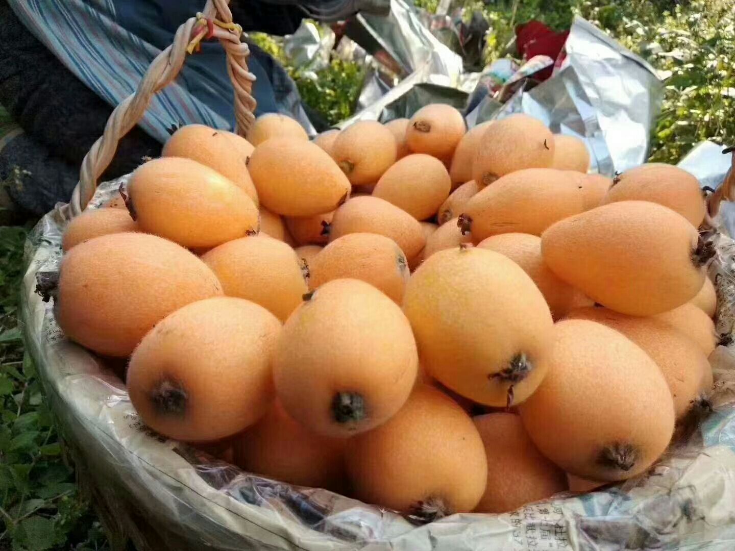 抗疫助农云霄枇杷滞销果农含泪销售生存