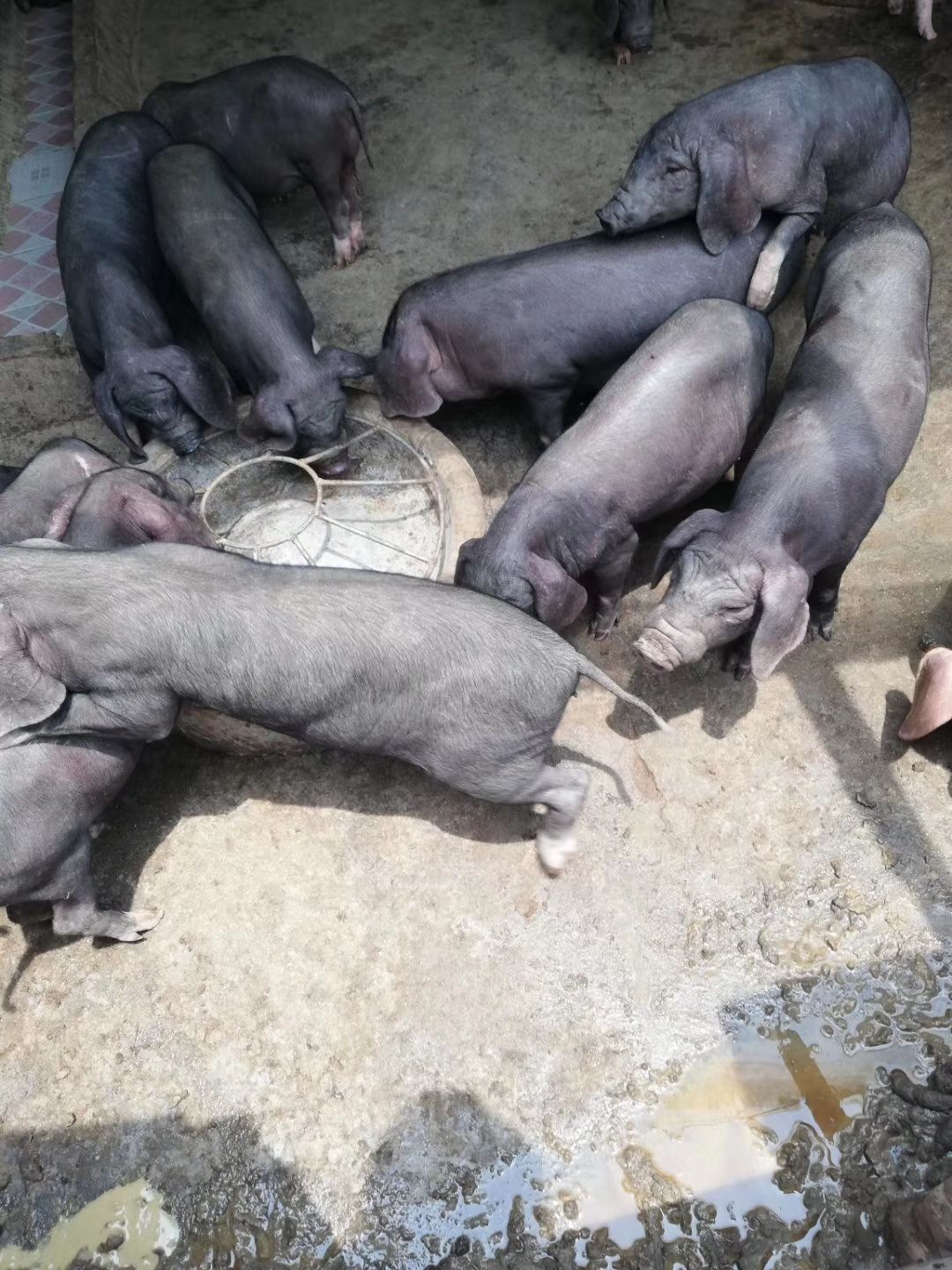 米猪的骨胳较细致,二花脸猪,枫泾猪,横泾猪和嘉兴黑猪则介于二者之间