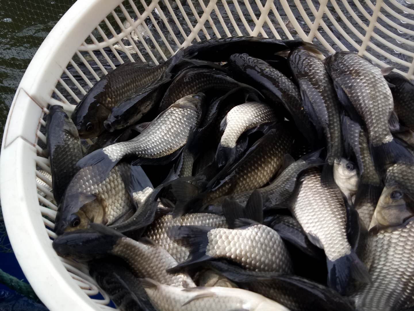 杂交鲫鱼 保质量,诚信经营,量大从优