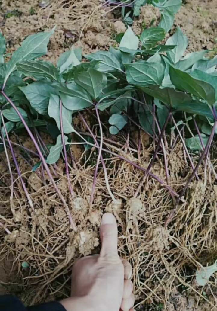 重楼苗