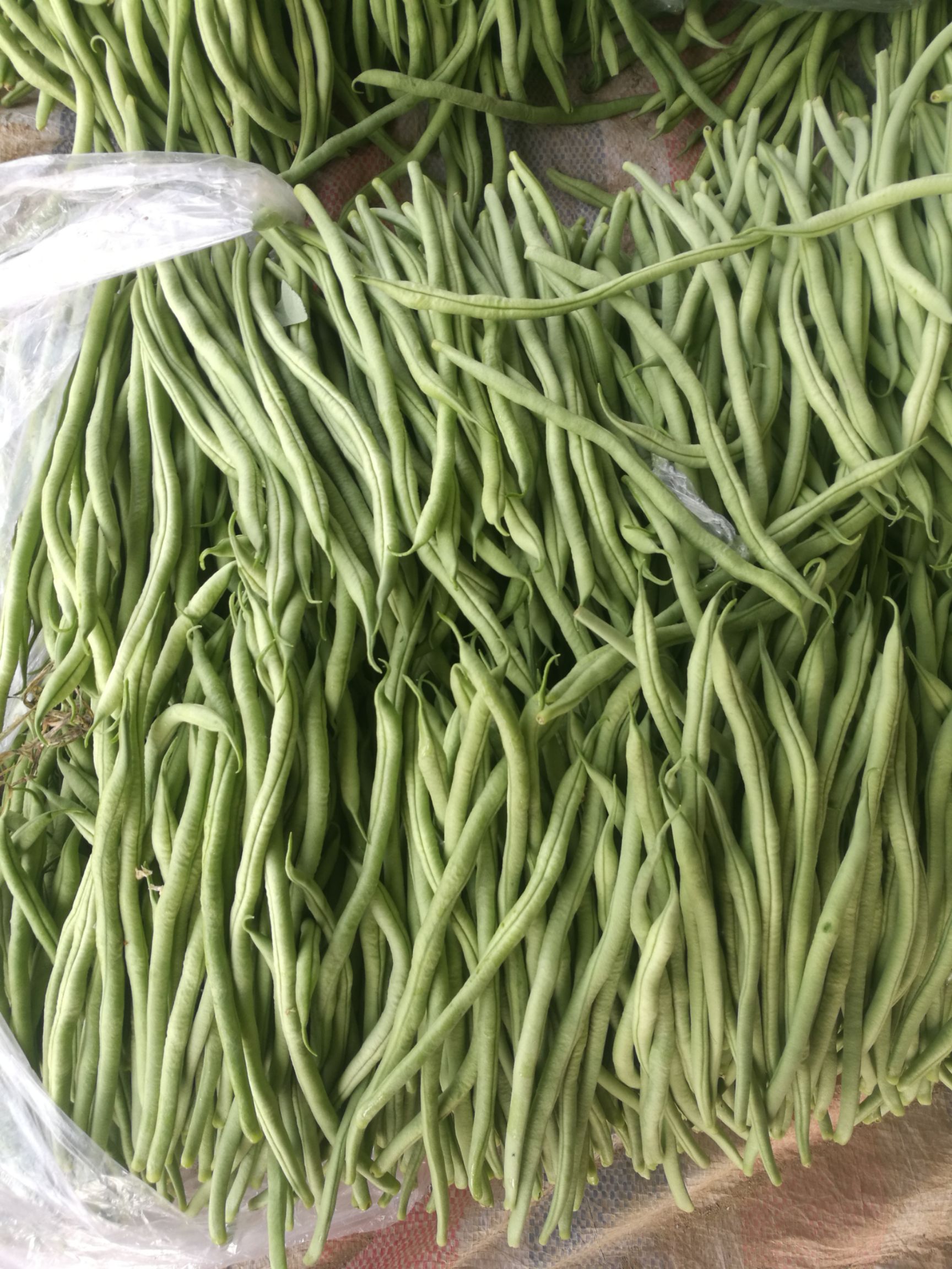 四季豆 无丝豆