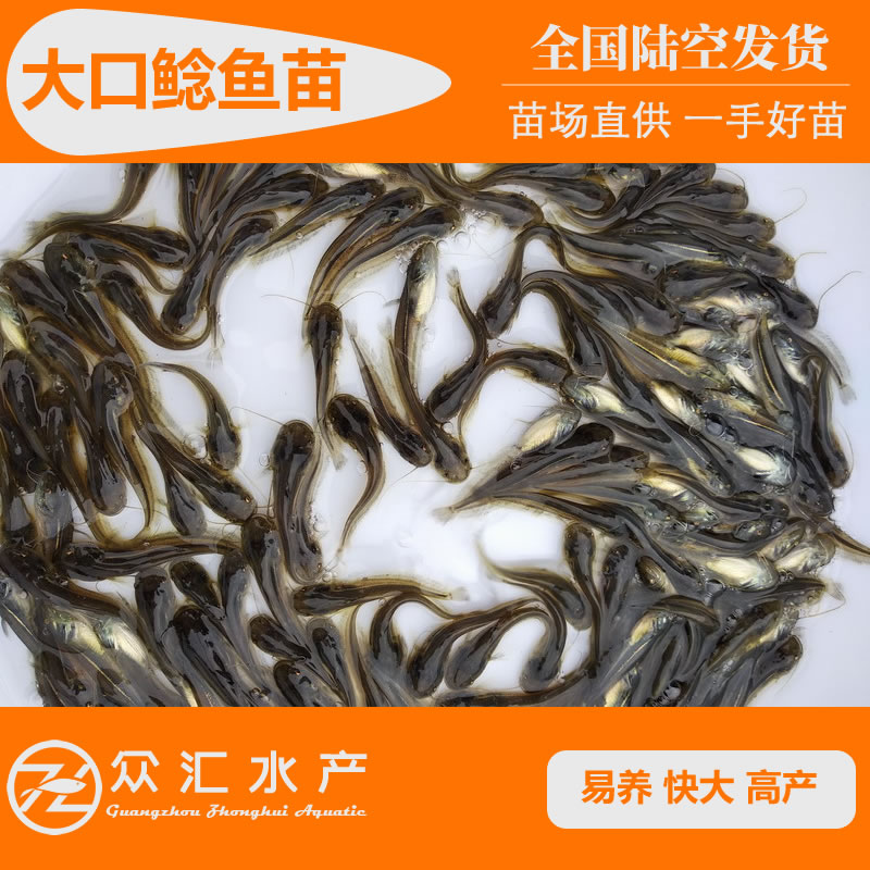 大口鲶鱼苗 黄河大口鲶