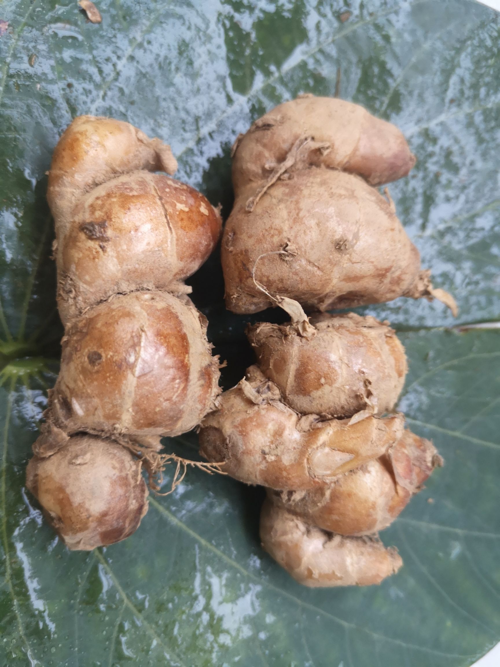 湛江廉江市 广东廉江沙姜种植基地-现挖正品鲜沙姜鲜山柰农户直销