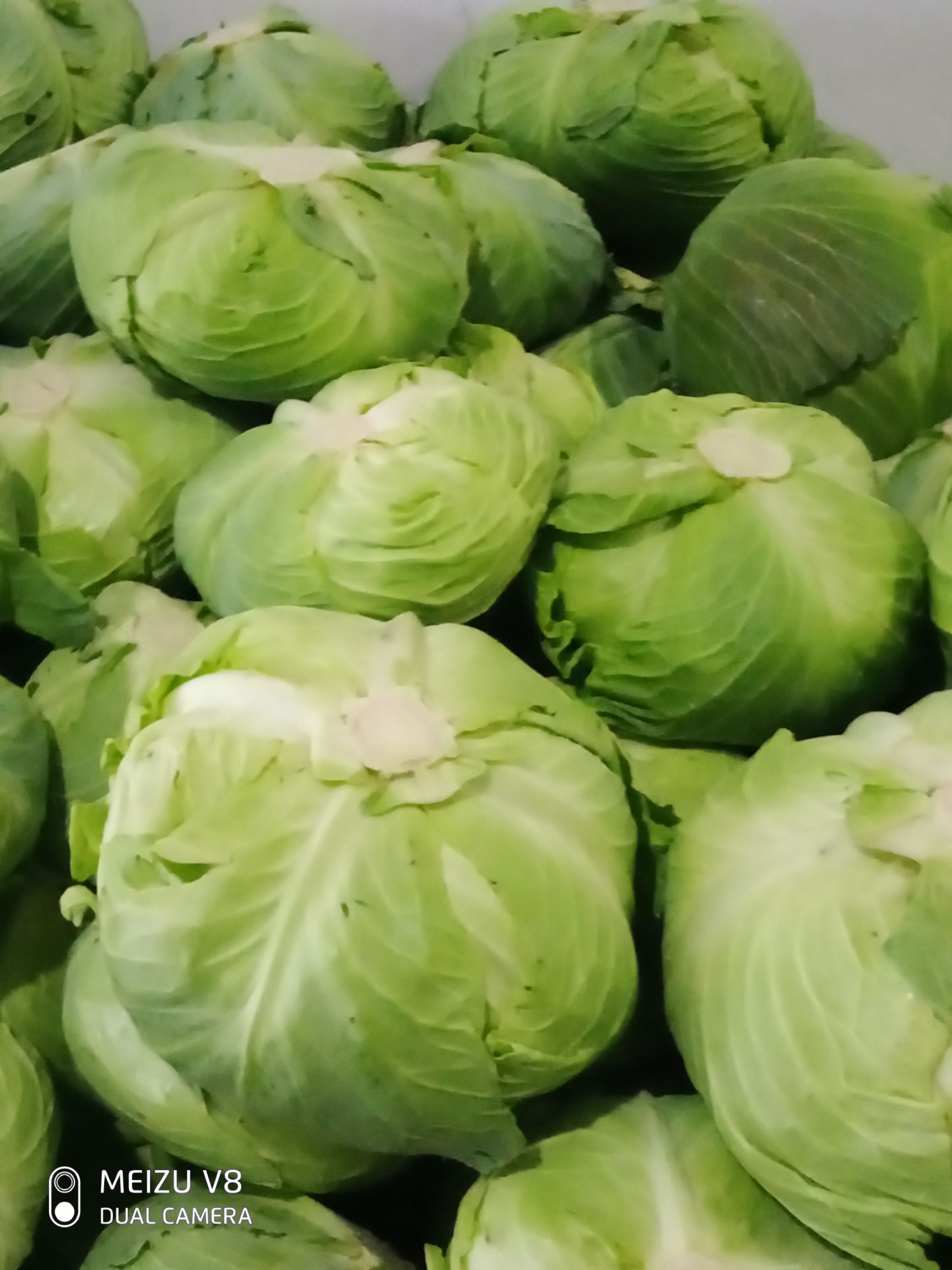 包菜,扁包菜,叶片嫩绿,单个重二到四斤,是货真价实的绿色蔬菜