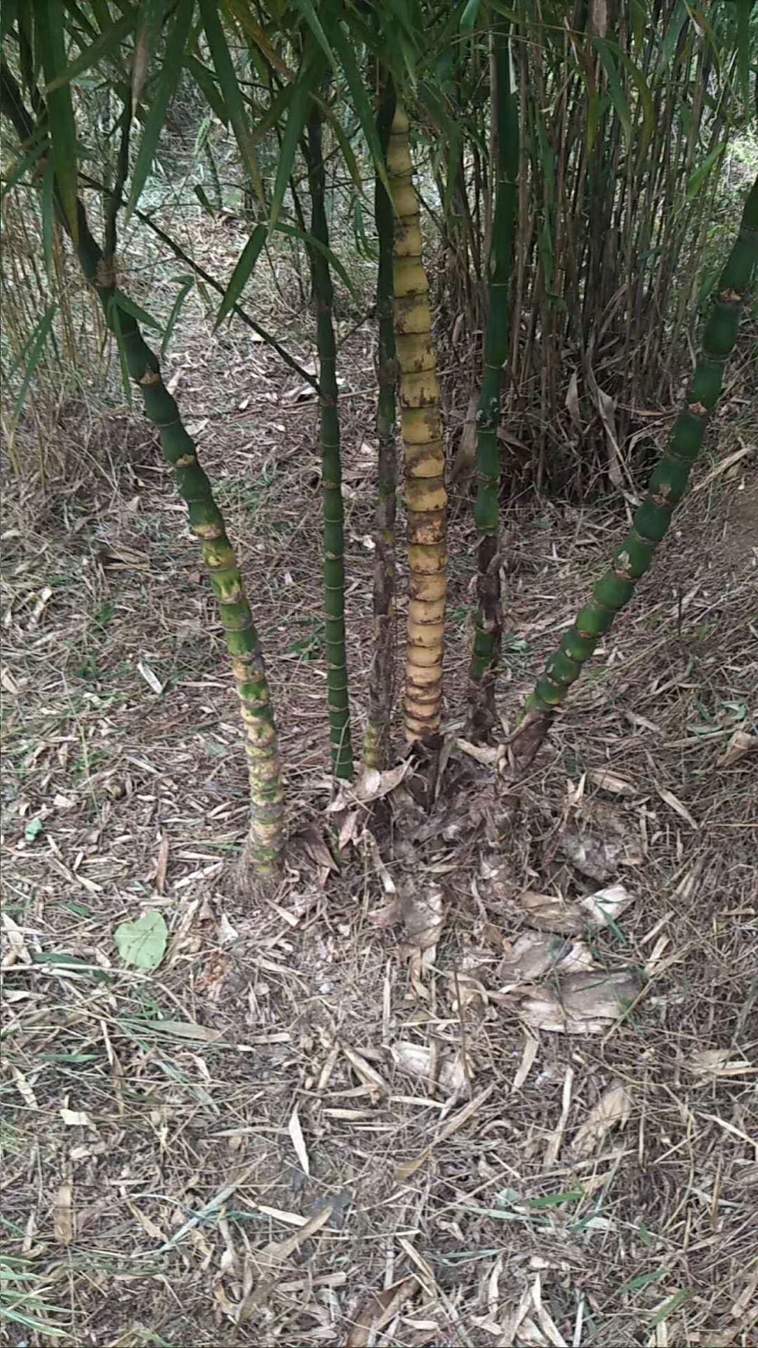 [佛肚竹批发]佛肚竹价格20元/棵 惠农网