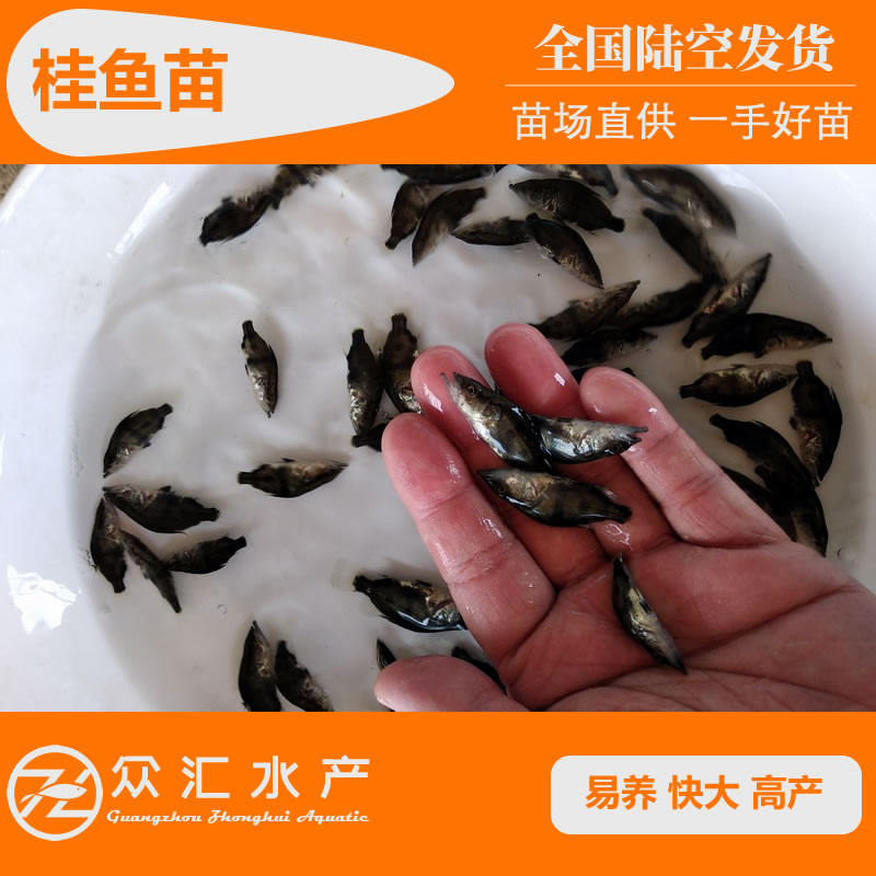 [桂鱼苗批发] 桂花鱼苗价格1.5元/尾 - 惠农网
