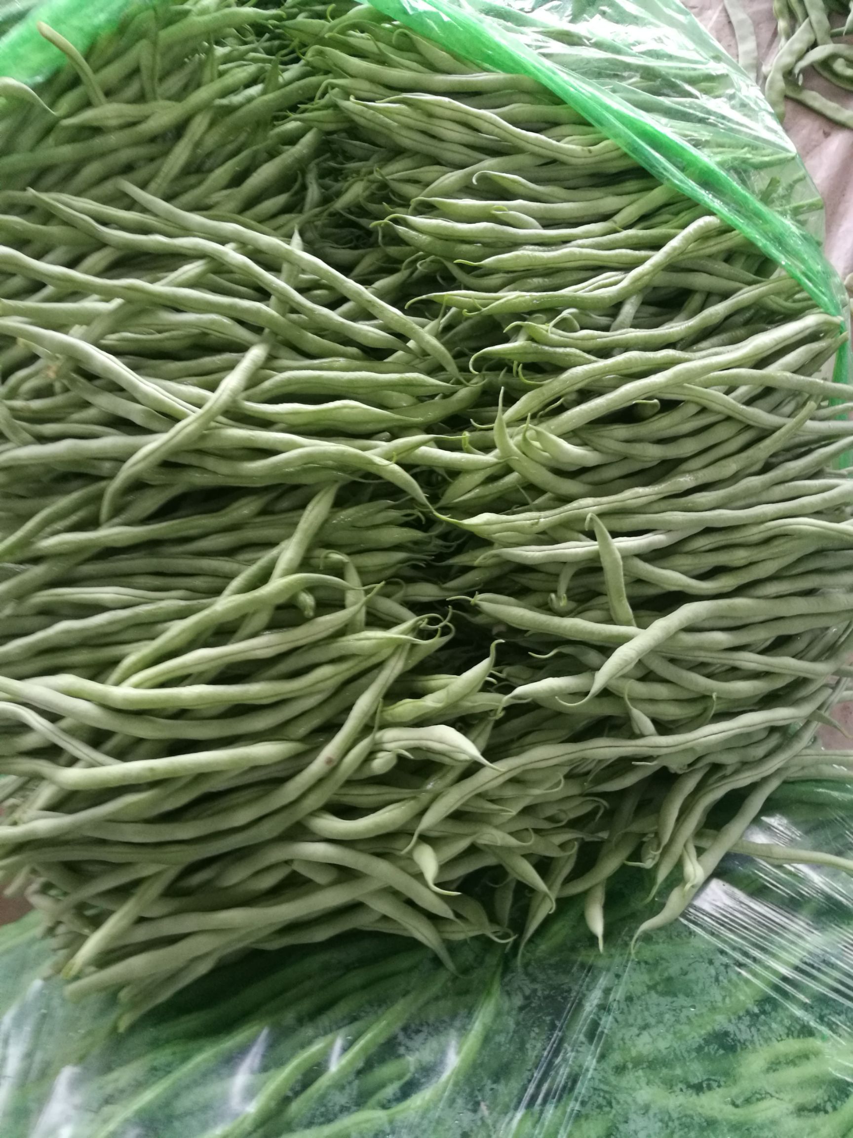 四季豆 无丝豆