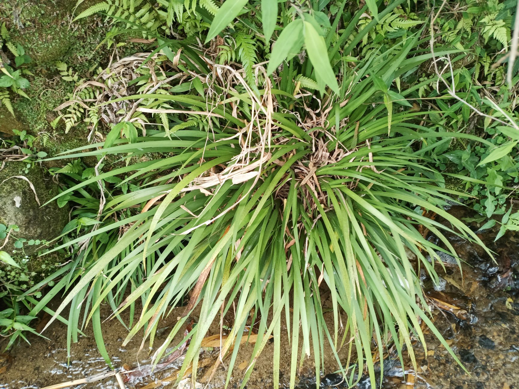 石菖蒲 金钱蒲【客家人_香湖豆】