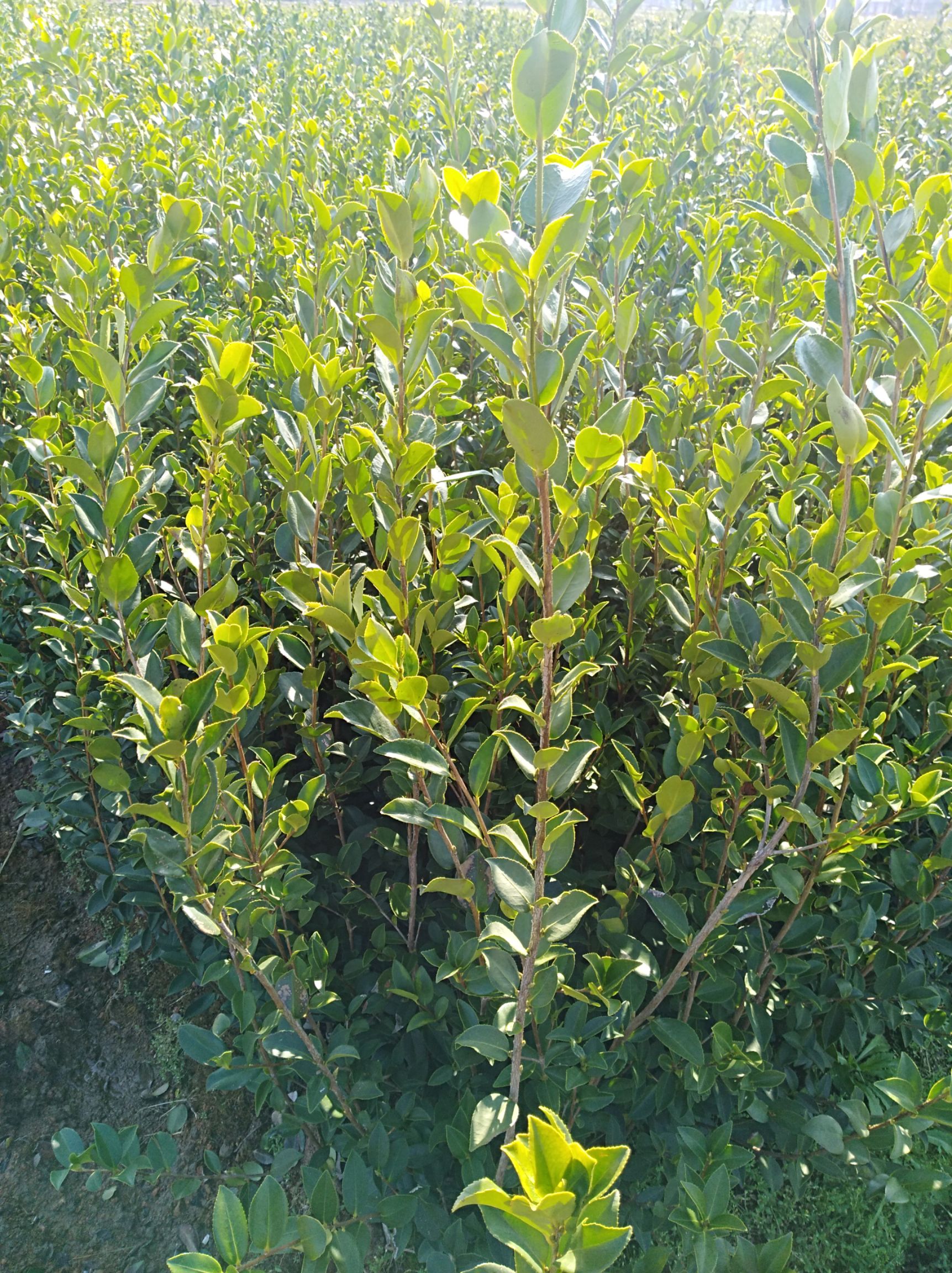 长年供应长林系列油茶苗
