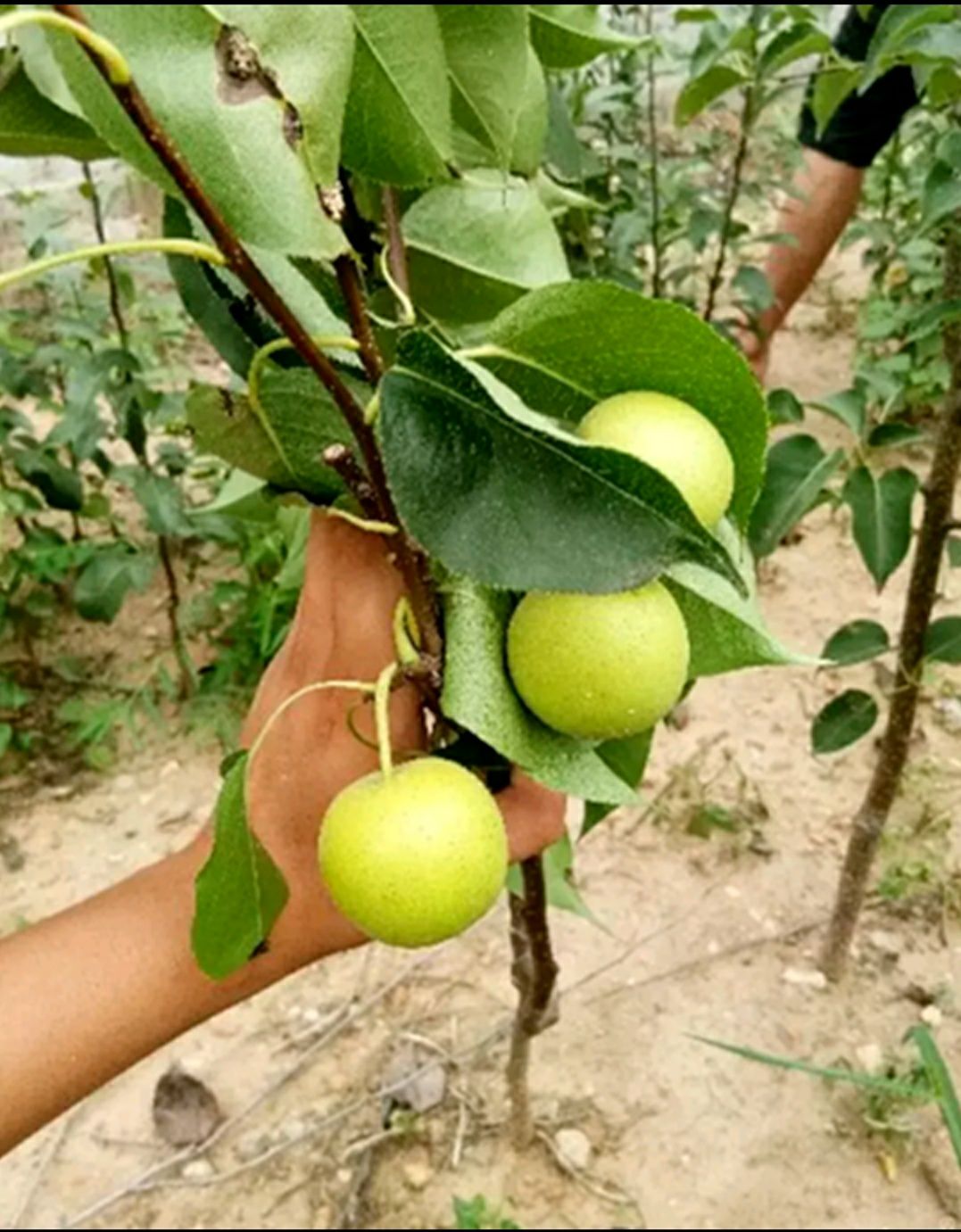新品种果树苗梨子树苗特大梨树苗甜脆秋月梨南方北方庭院花盆种植