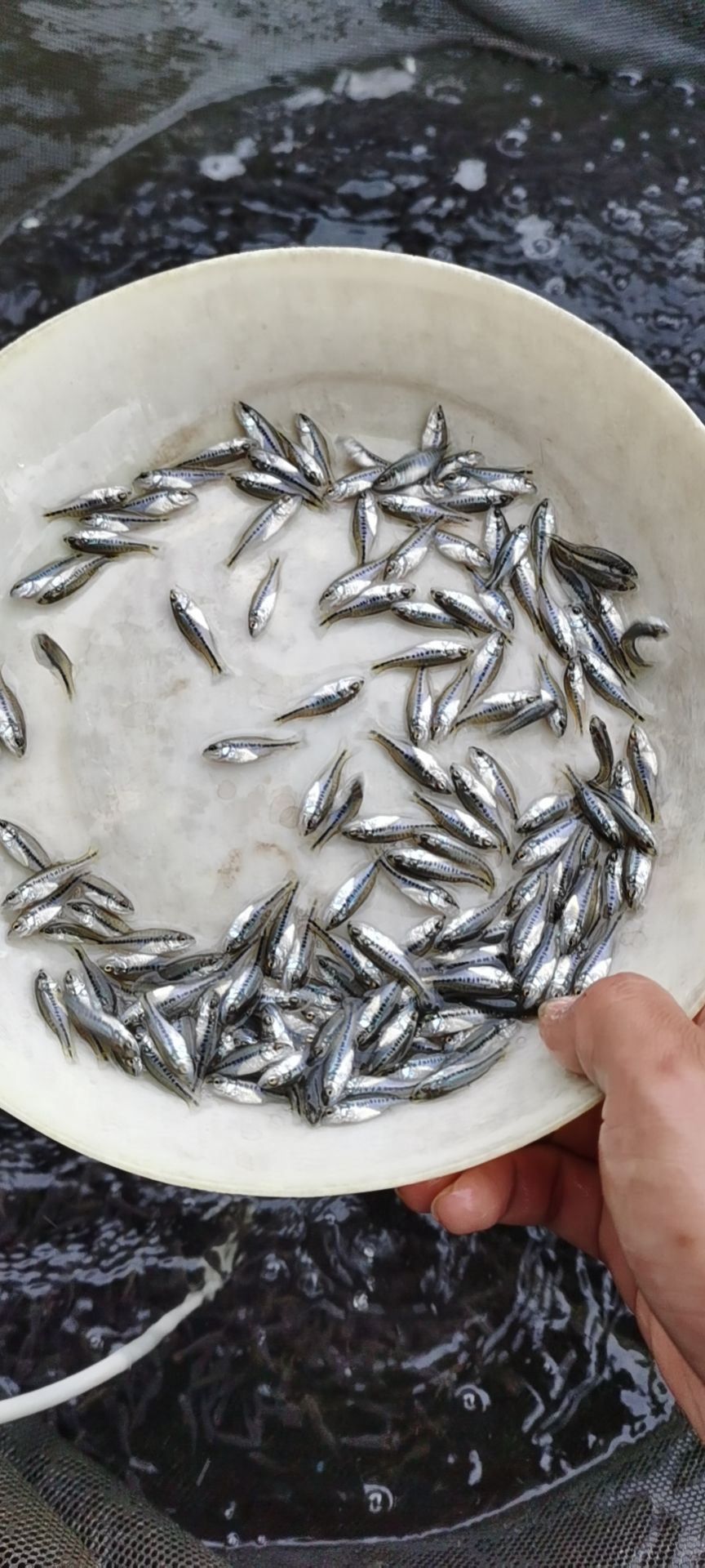 加州鲈鱼苗批发 已完驯化吃饲料加州鲈鱼苗