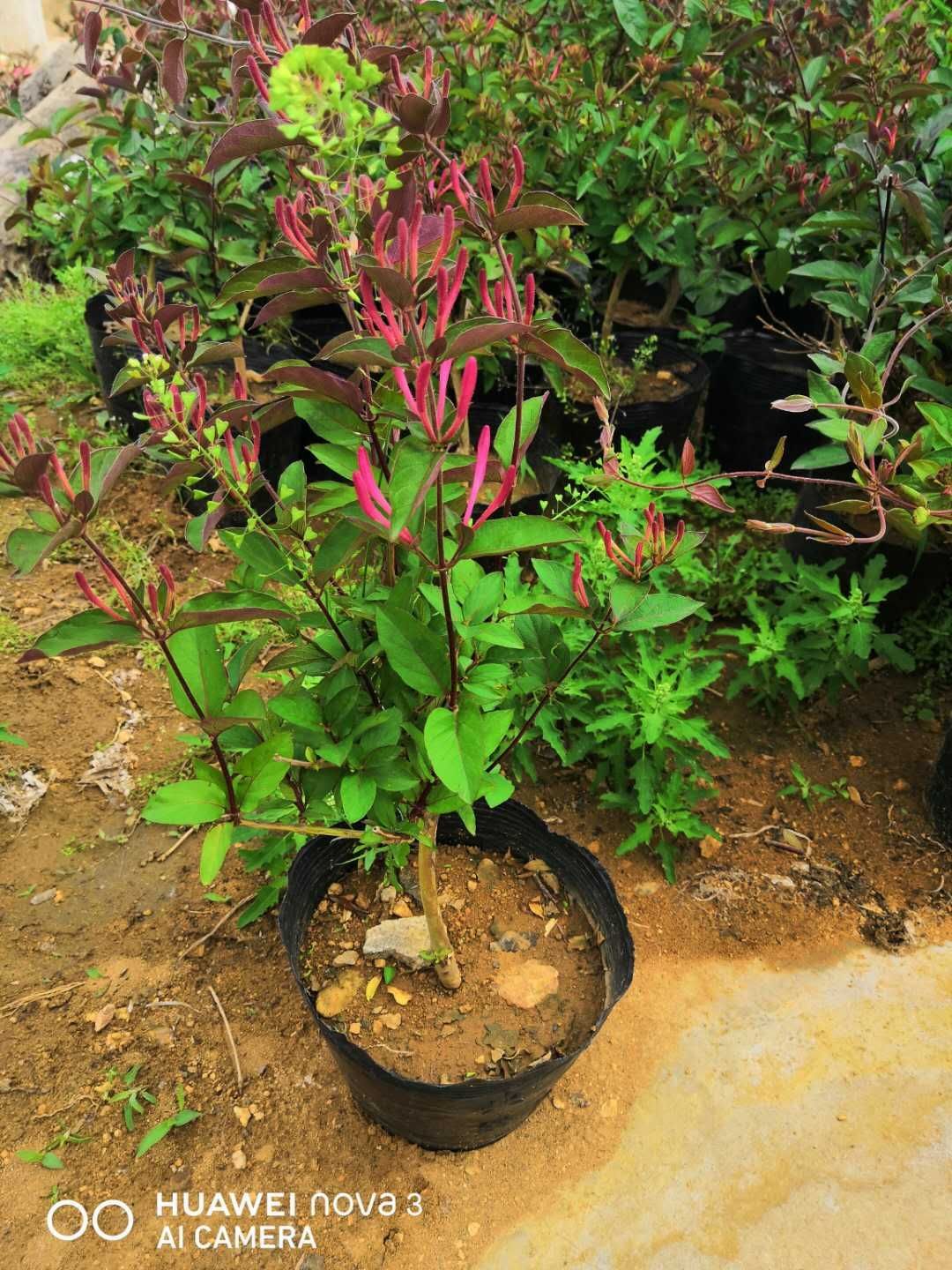 金银花苗,四季银花,百花一号,红银花保品种,价格低,包邮.