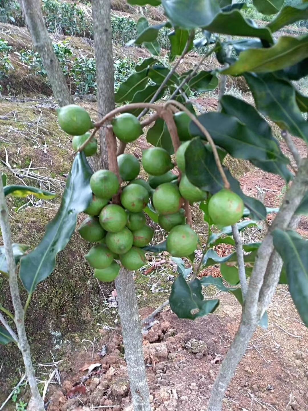 澳洲坚果苗 澳洲坚果