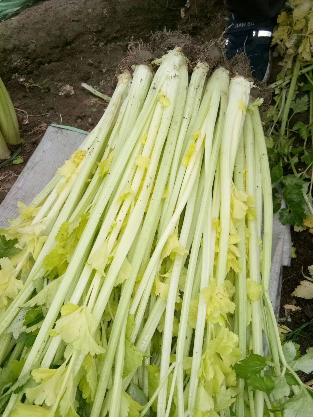 马家沟芹菜