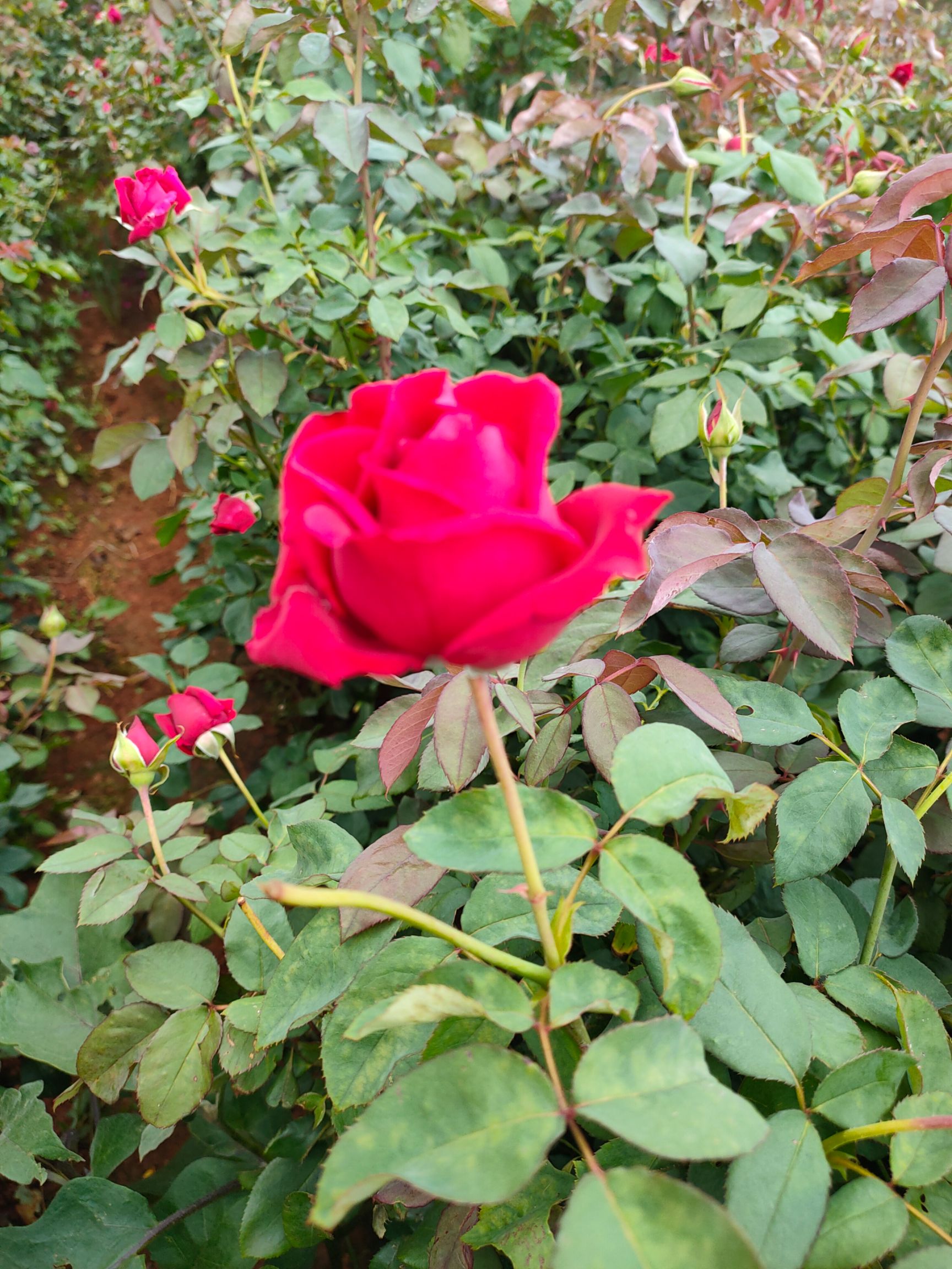 法国墨红玫瑰 法国墨红鲜花朵