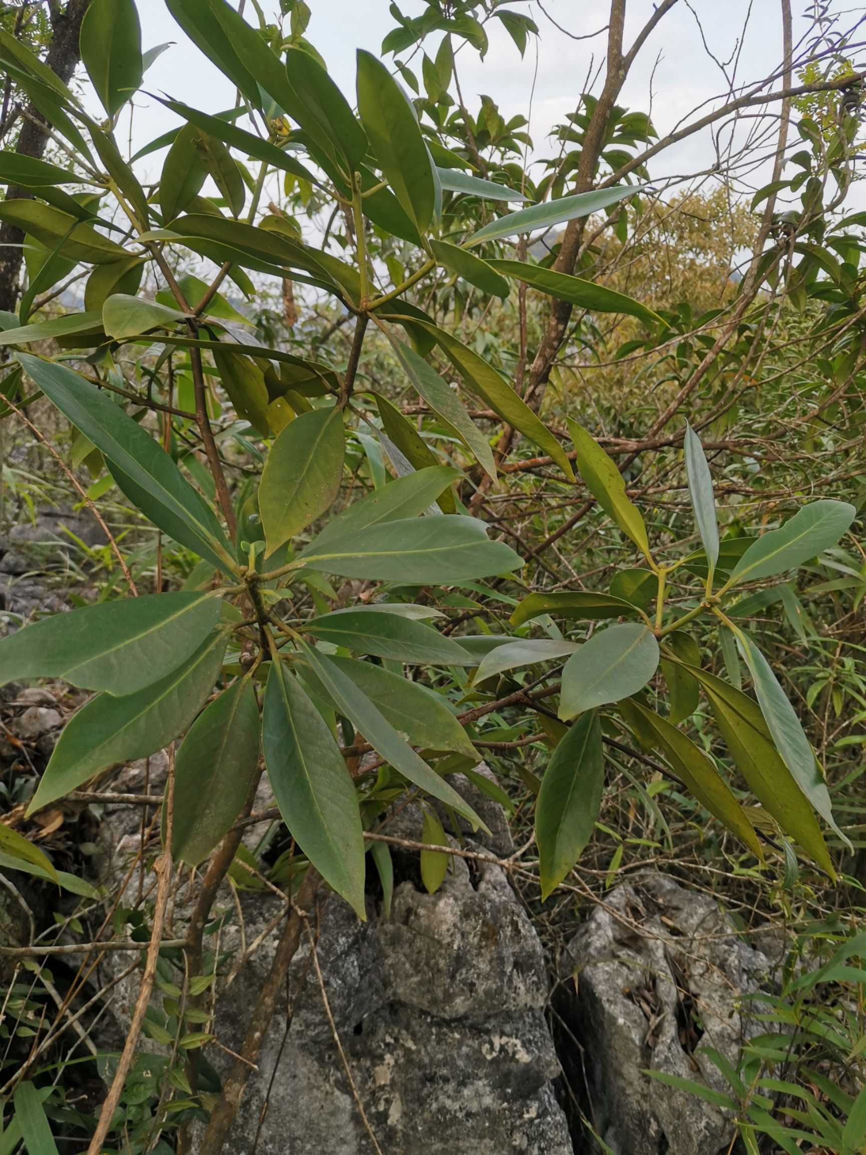 八角木寄生 地枫皮