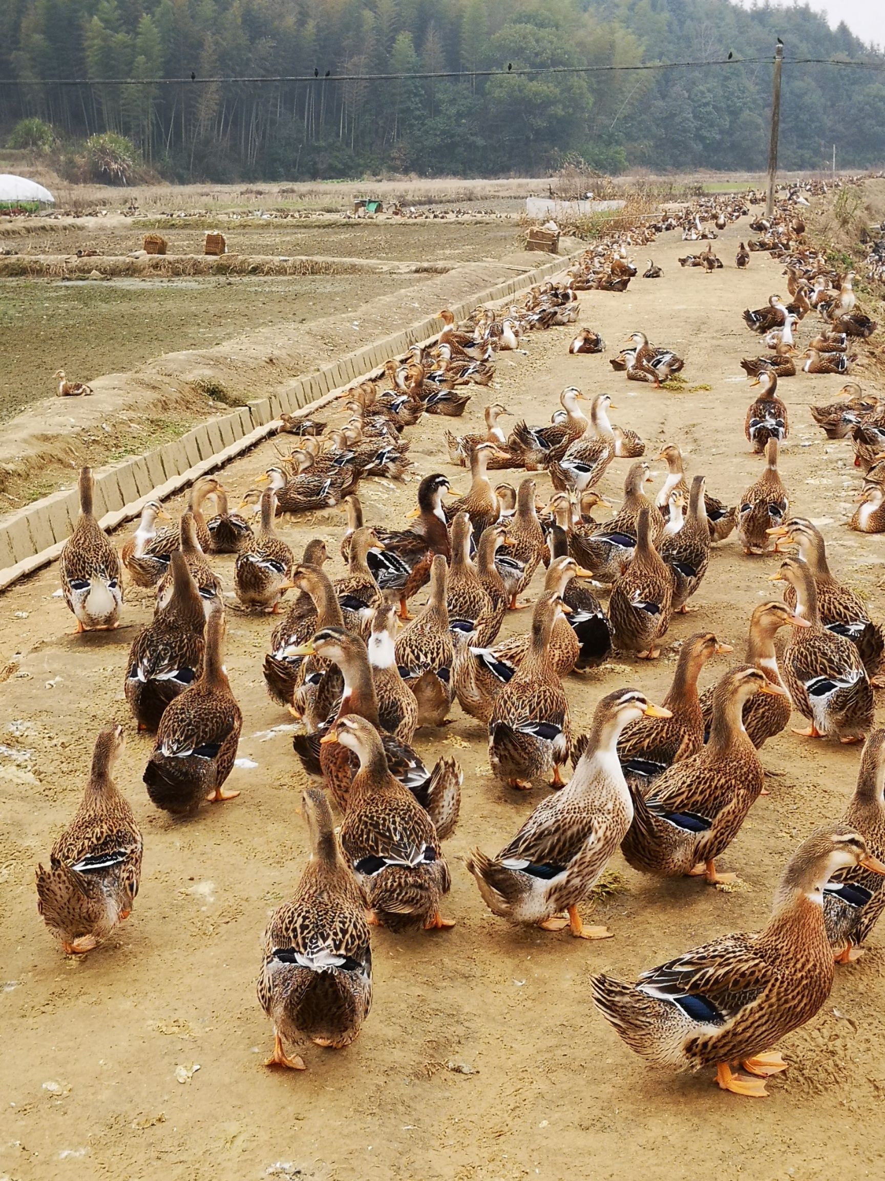 麻鸭纯麻全母80天日龄