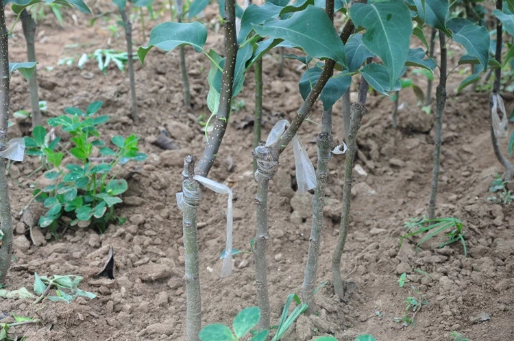 水晶梨树苗嫁接苗南北方种植当年结果水多脆甜盆栽地栽