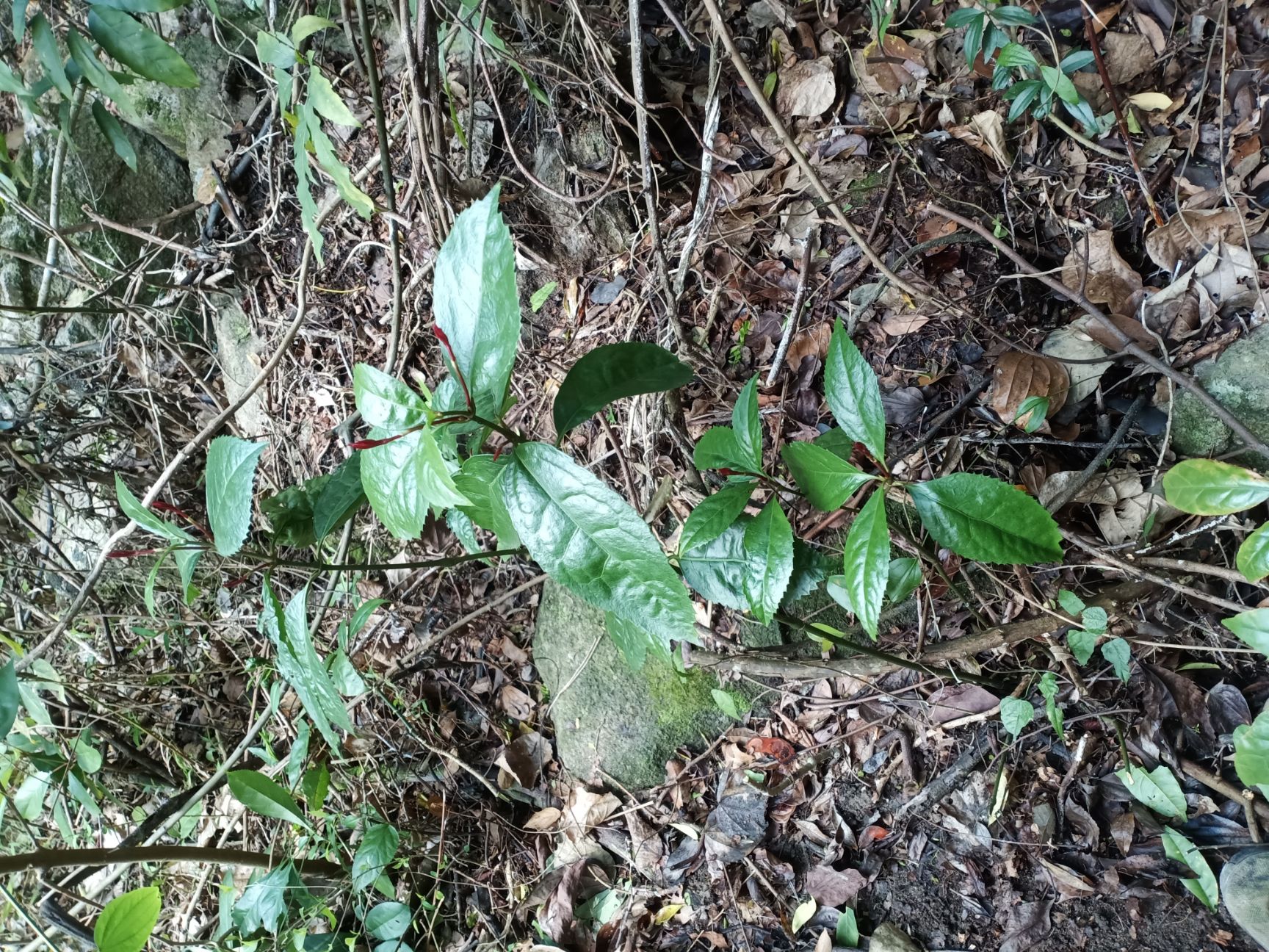 接骨草 九节茶【接骨木】