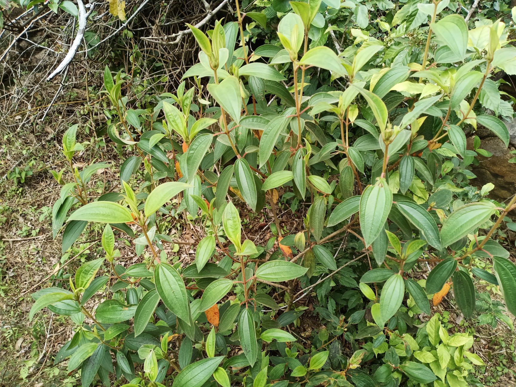 [山稔子批发]山捻子 广东天然新鲜牡丹根叶中草药材【高脚捻 】价格30