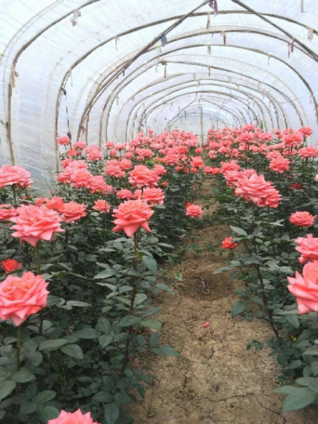 昆明鲜花基地 影星玫瑰花卉种苗