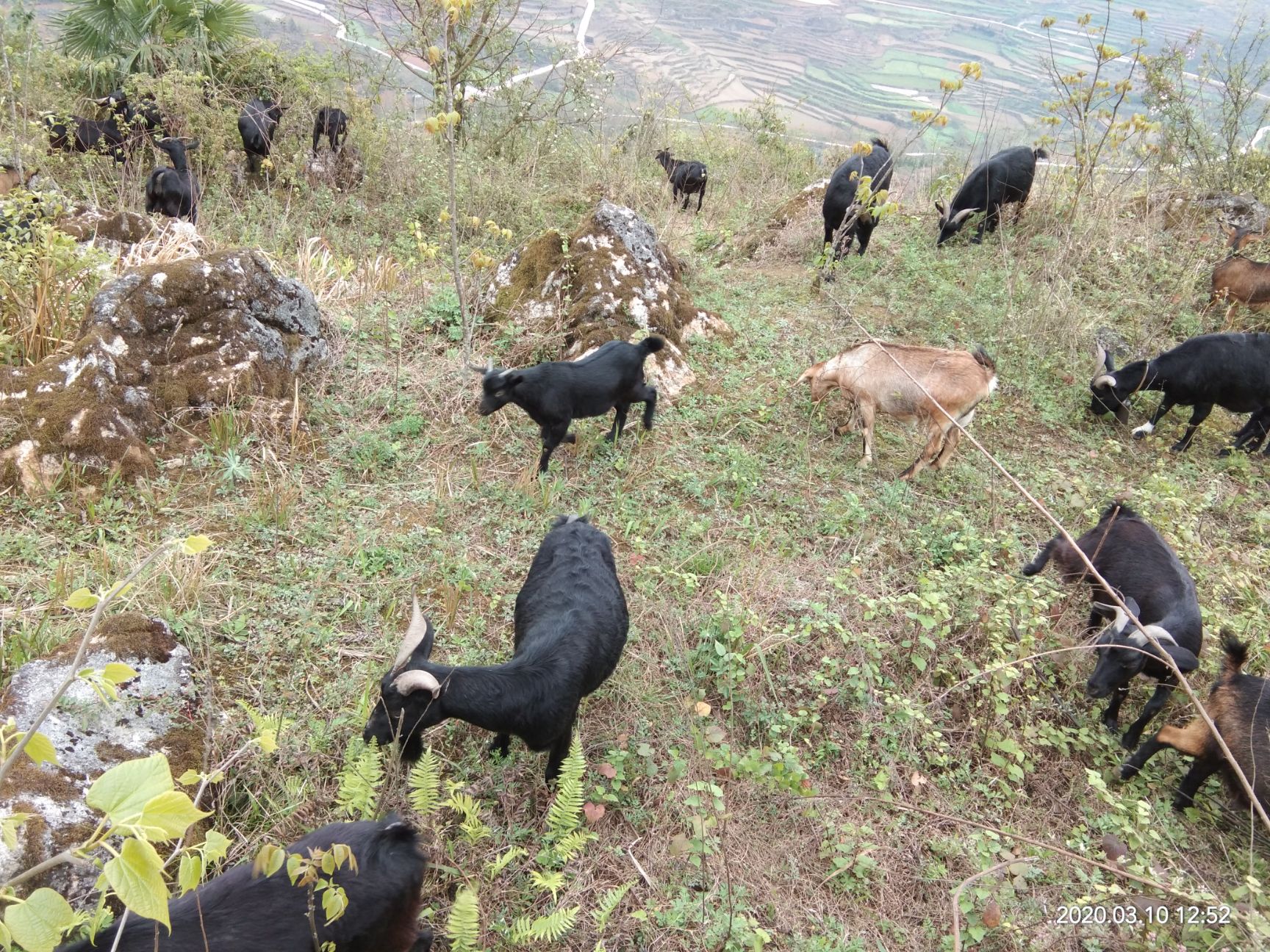 贵州本地小耳黑山羊出售