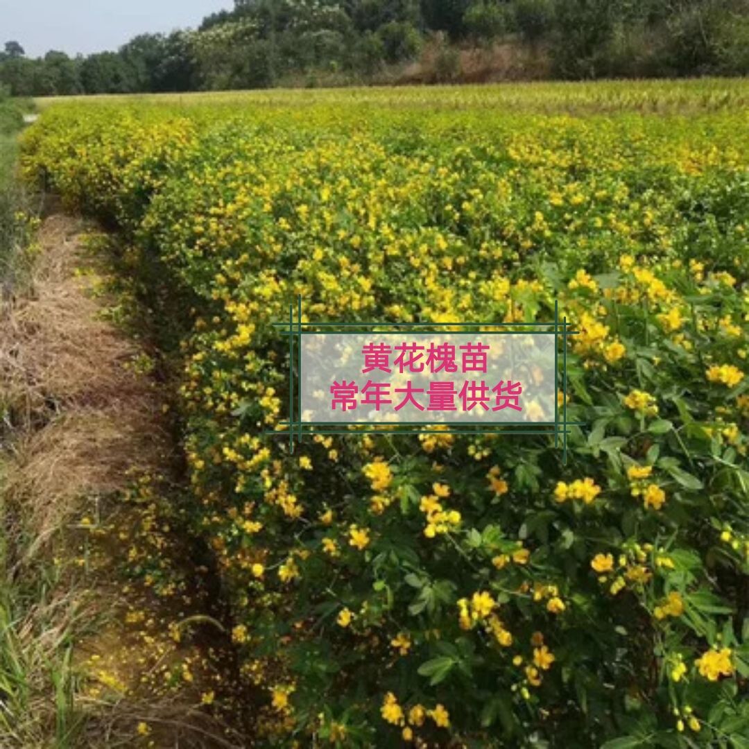 黄花槐 黄花槐苗 基地直供 大量供货